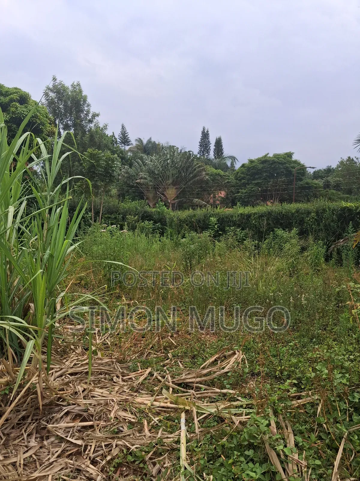 Muthithi Gardens Kiambu Road Prime Secure Serviced 1/2ac With Hedge in Kiambu / Kiambu 