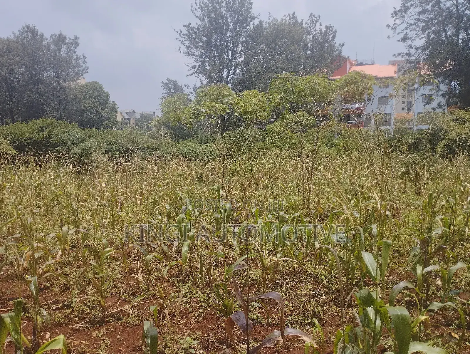 3 Quarter an Acre for Sale in Thindigua in Thindigua/Kasarini