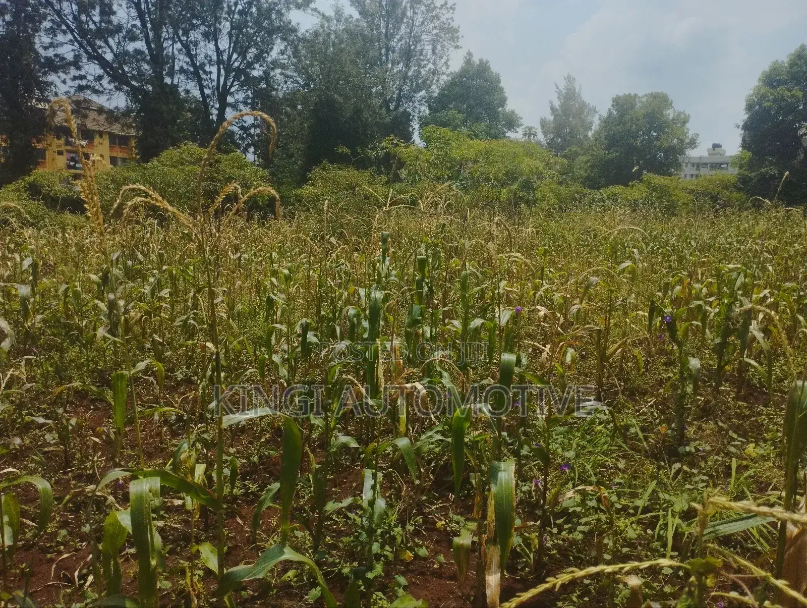 3 Quarter an Acre for Sale in Thindigua in Thindigua/Kasarini