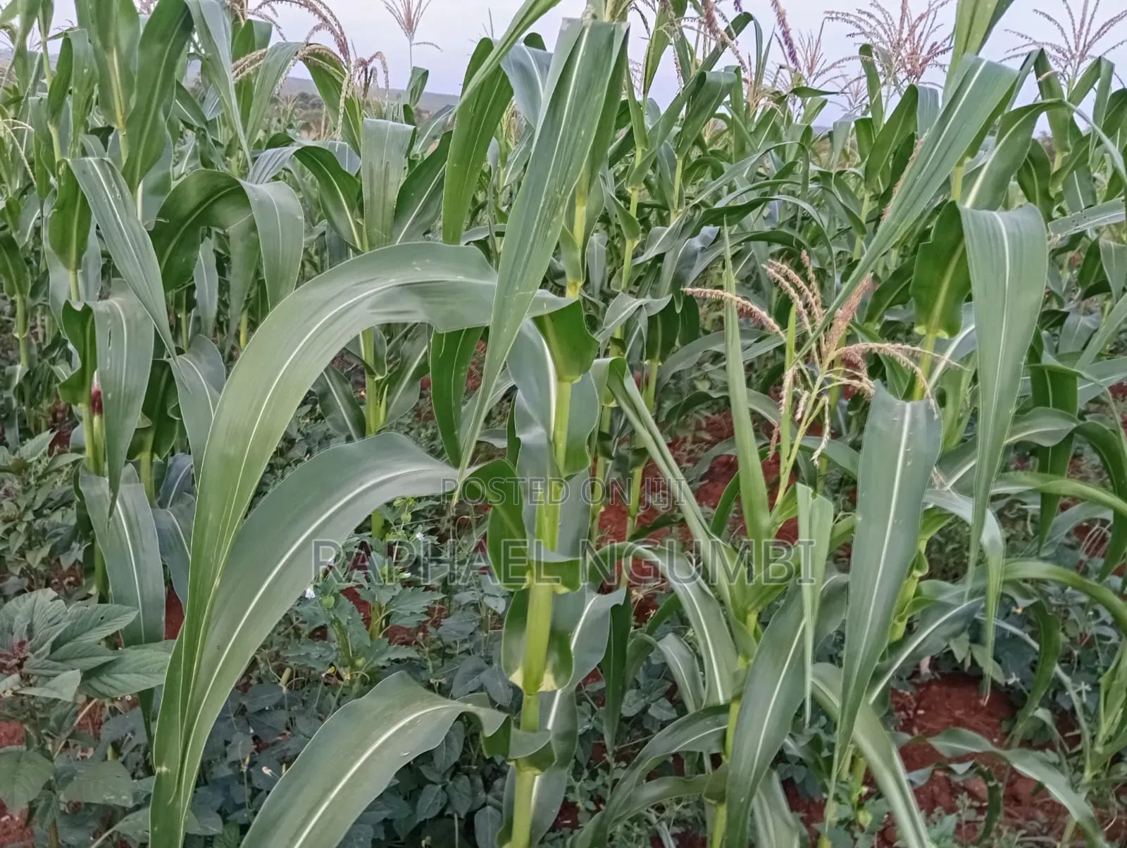 4 Acres at Machakos Katangi Kyua Along Kitui Road in Katangi
