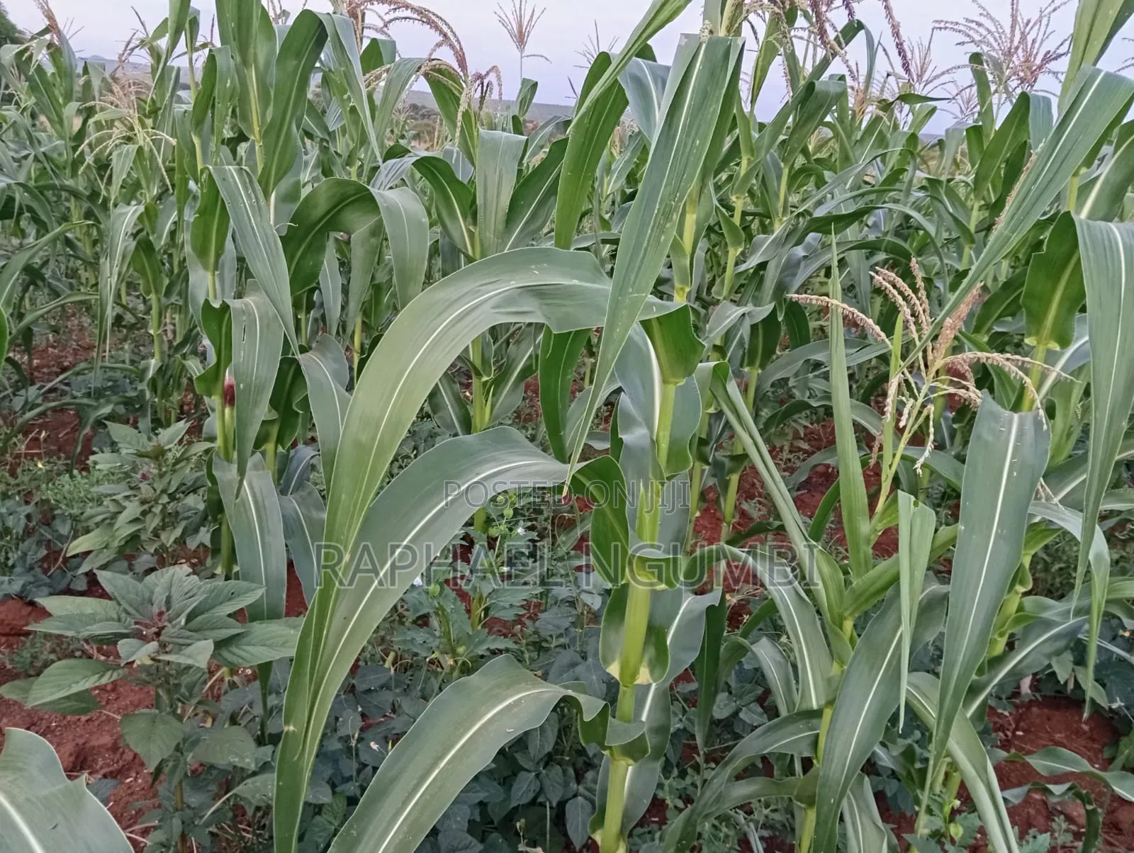 4 Acres at Machakos Katangi Kyua Along Kitui Road in Katangi