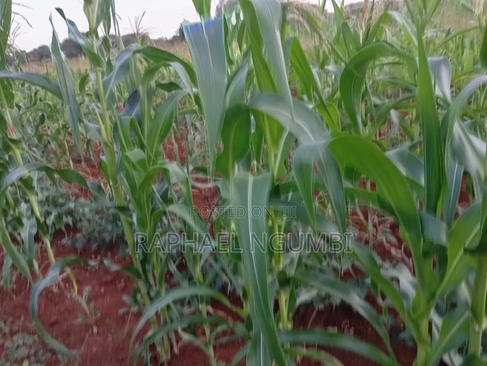 4 Acres at Machakos Katangi Kyua Along Kitui Road in Katangi