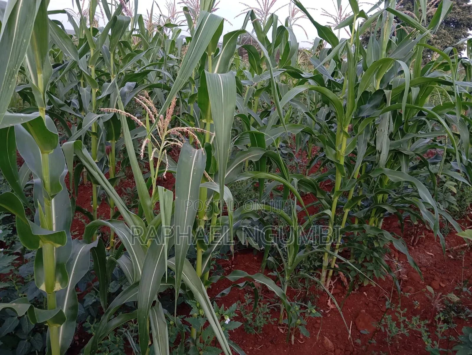 4 Acres at Machakos Katangi Kyua Along Kitui Road in Katangi