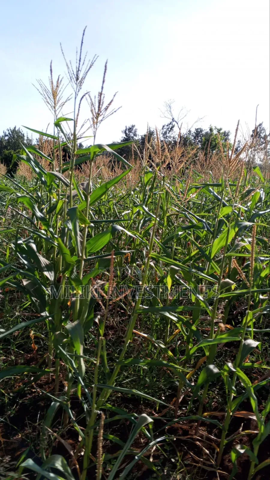 10 Acres on Sale Gatanga in Gatanga