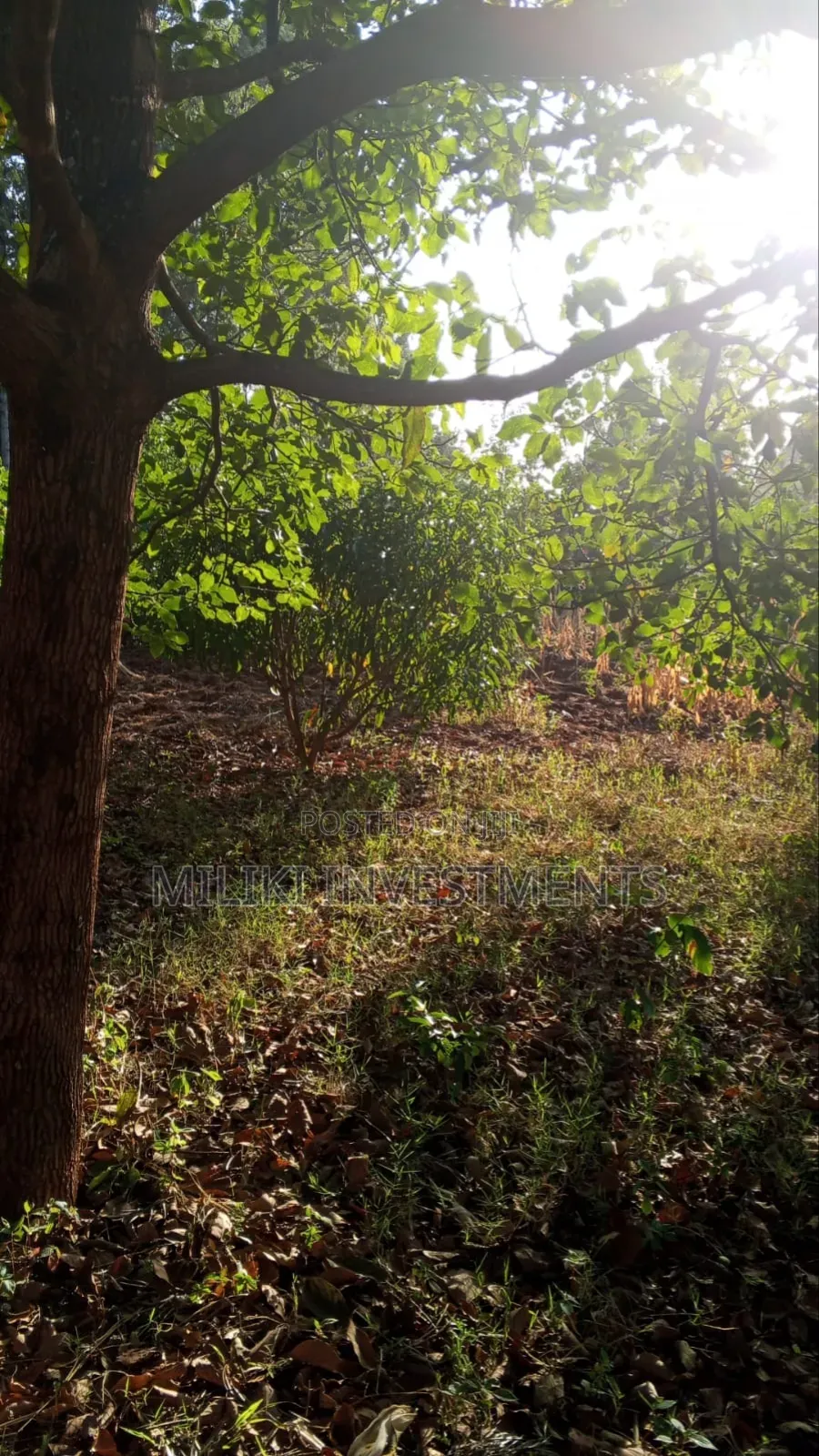 10 Acres on Sale Gatanga in Gatanga