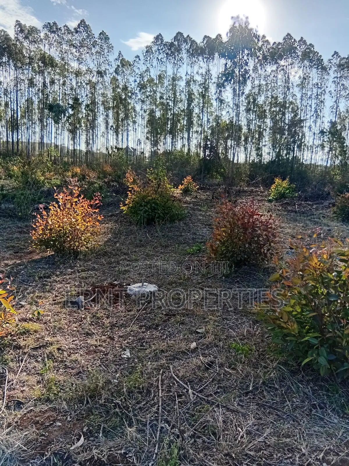 Easter Offer 26 1/4 Acre Plots for Sale Near African Nazarene in Ongata Rongai