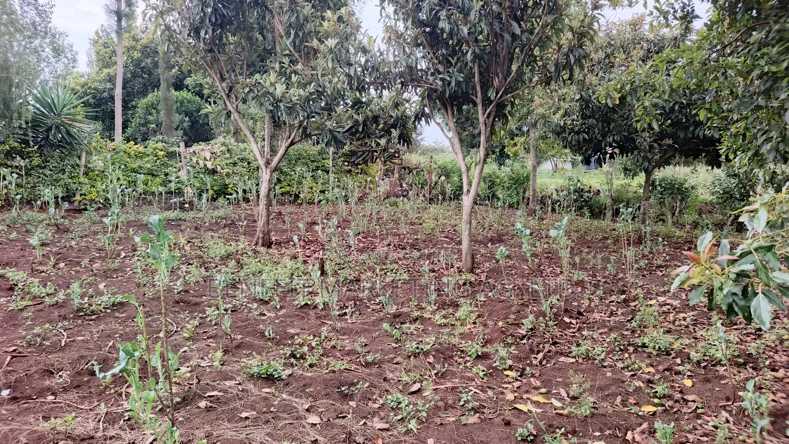 50*100 Plot for Sale in Ngong Kahara Road Near Kiserian in Ngong