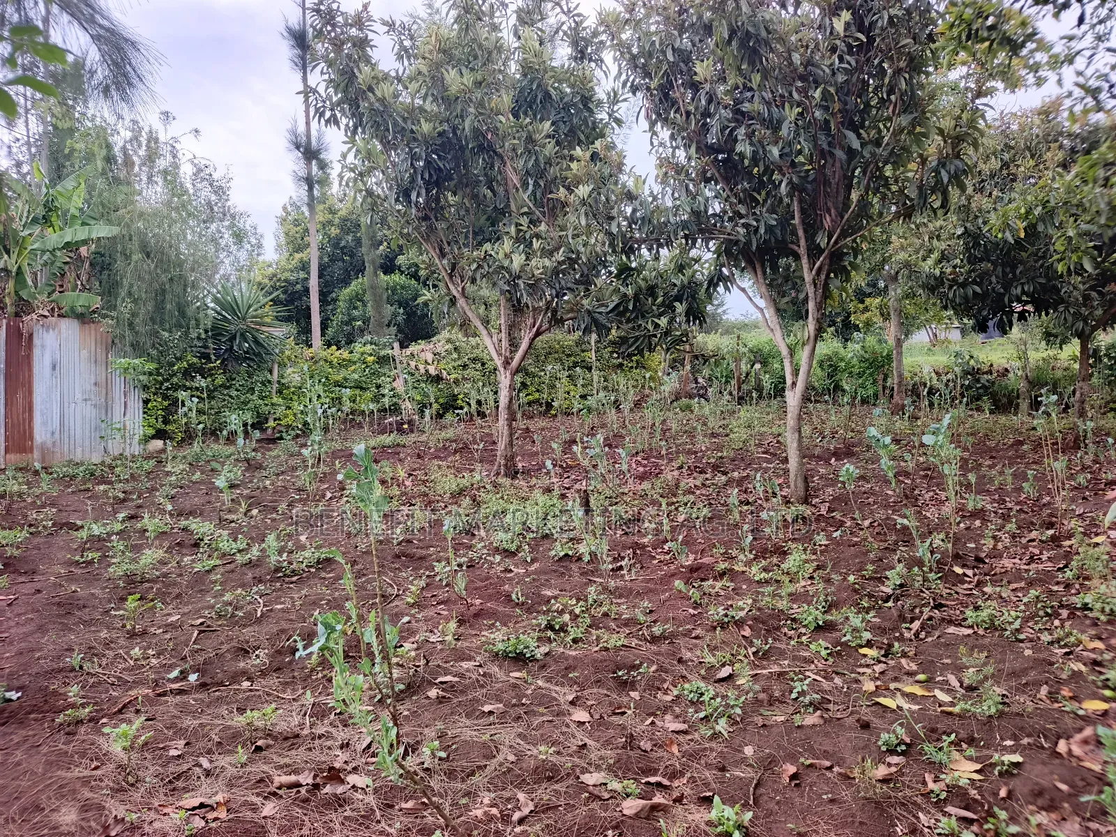 50*100 Plot for Sale in Ngong Kahara Road Near Kiserian in Ngong