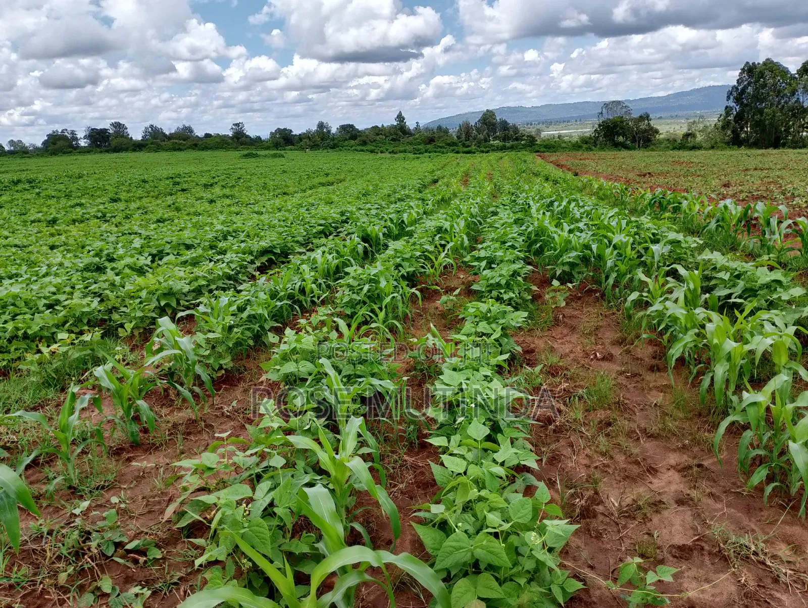 6acres at Matingi in Tala