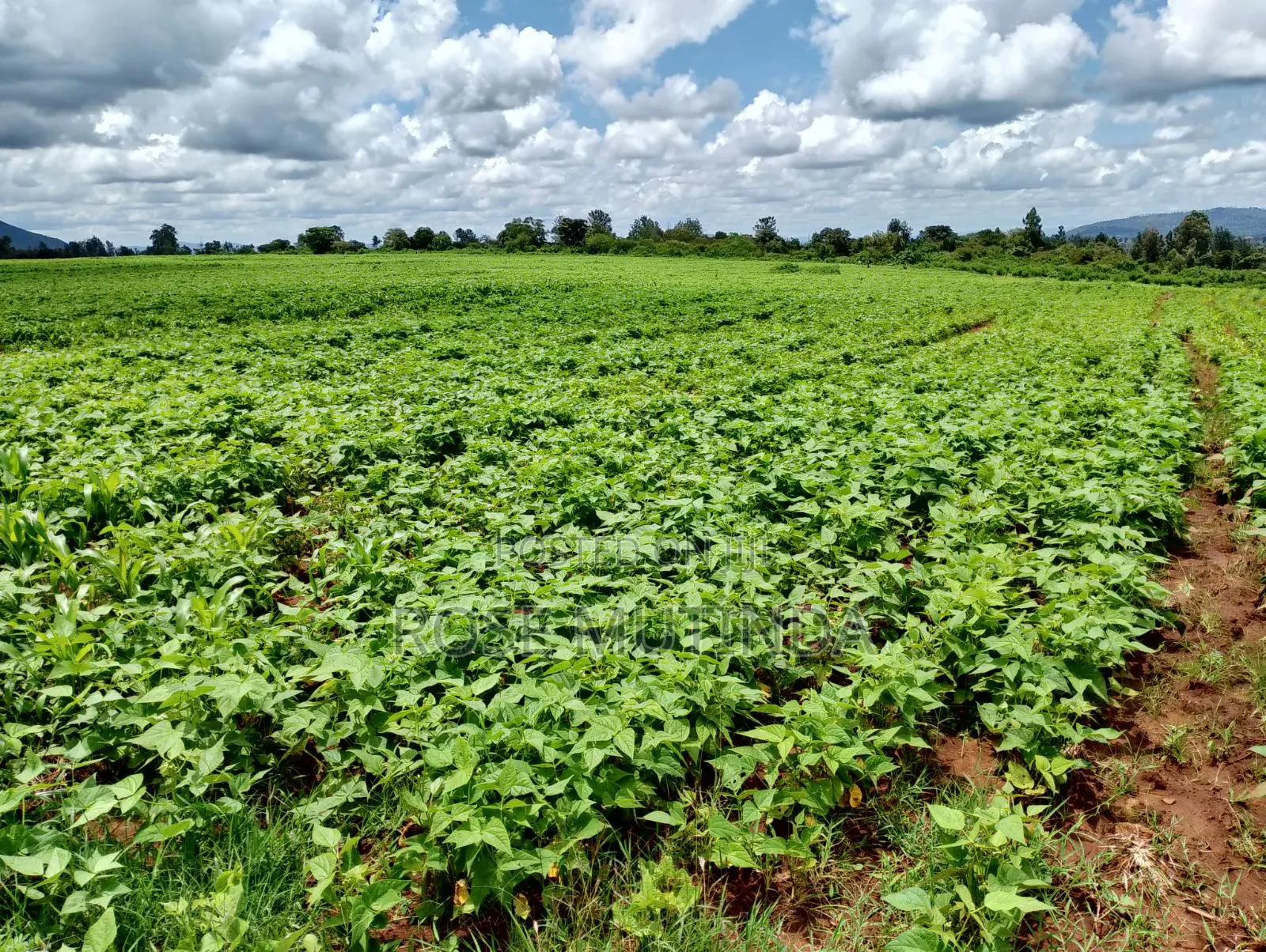 6acres at Matingi in Tala
