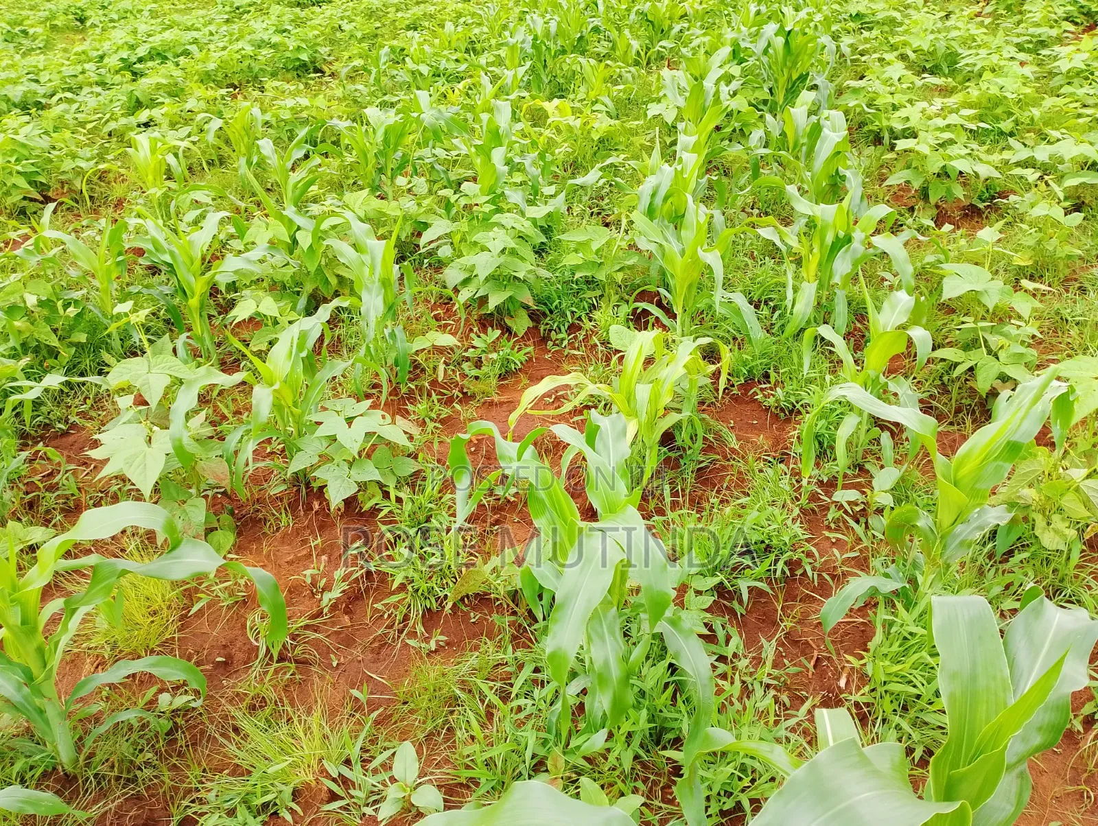 6acres at Matingi in Tala