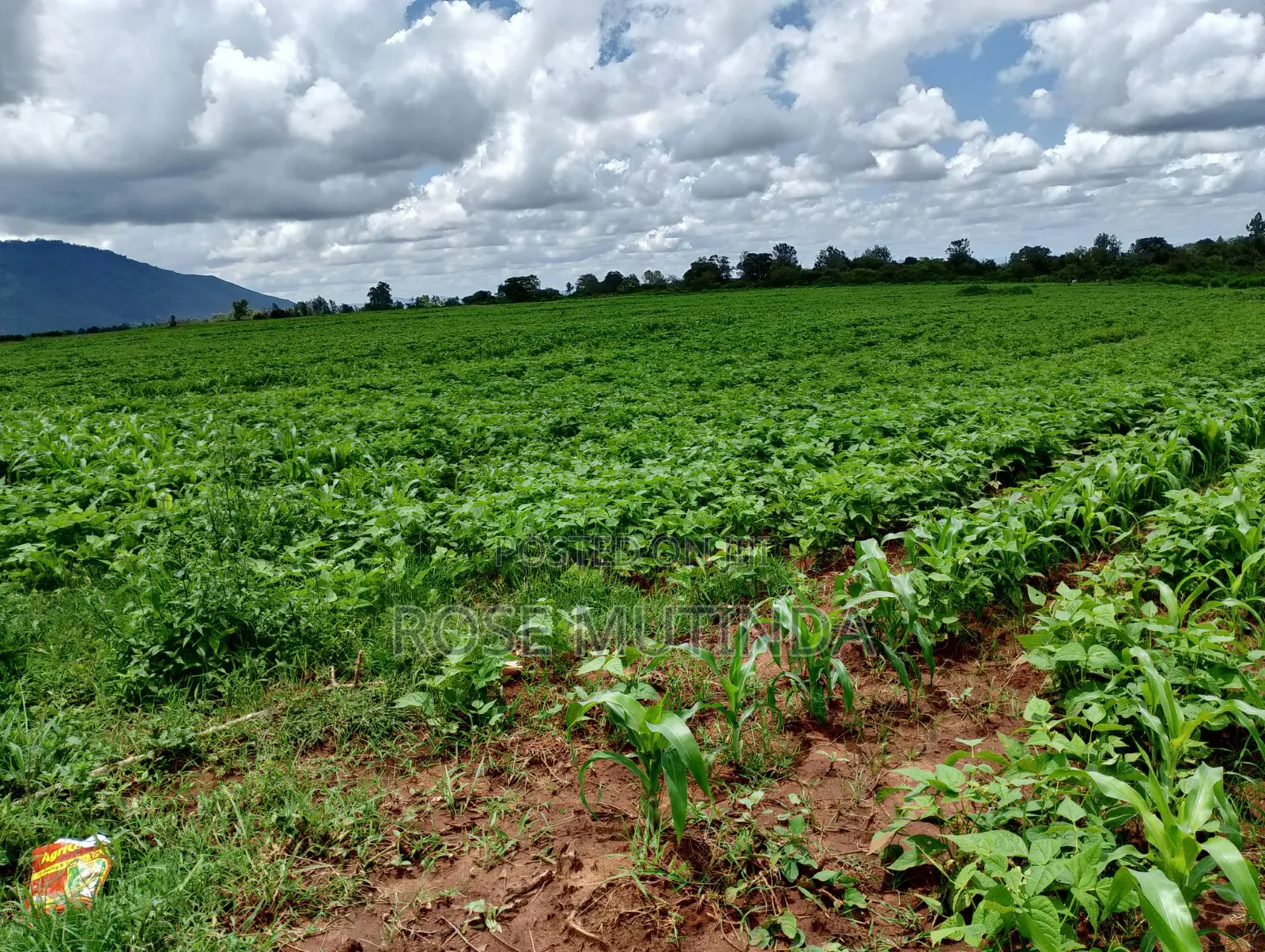 6acres at Matingi in Tala