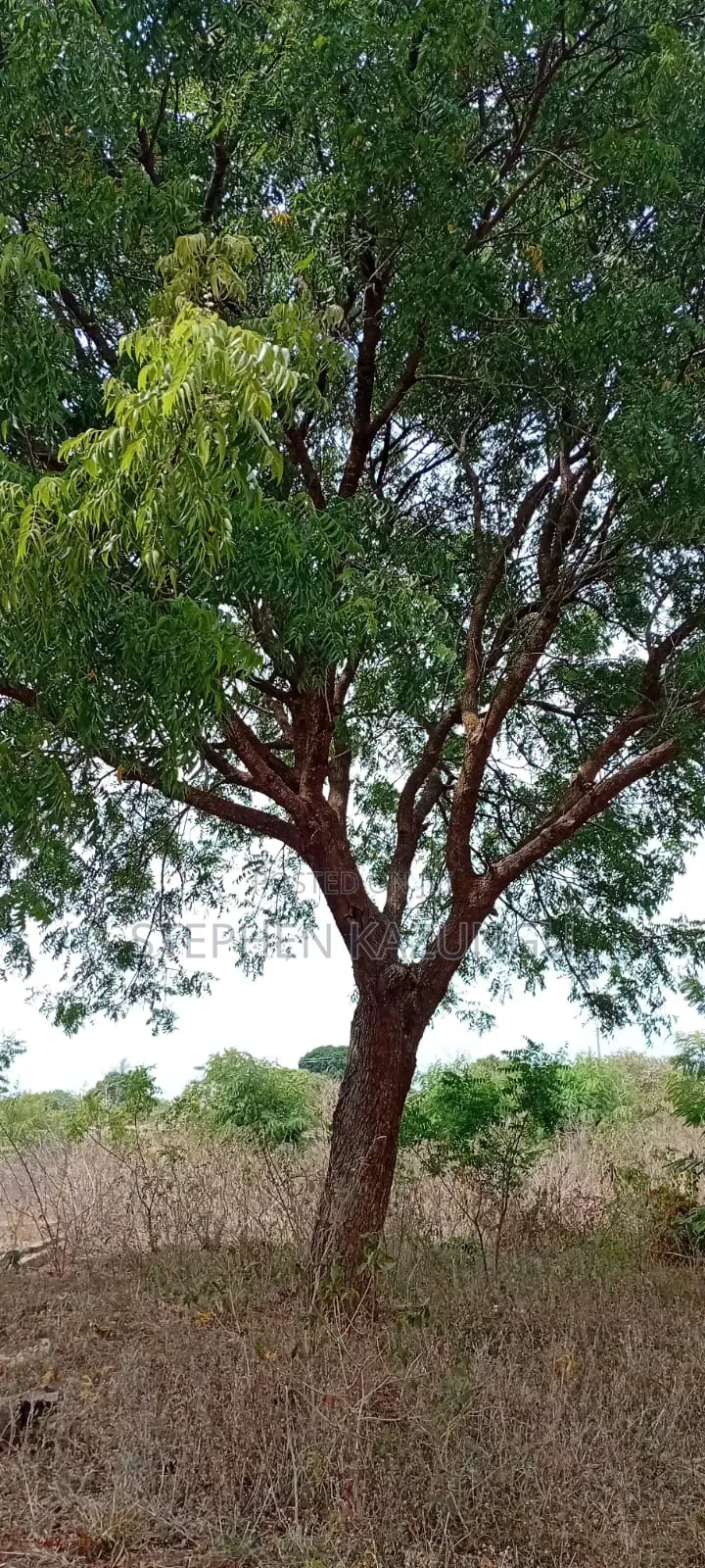 1/2 Acre Plot on Sale at Kinondo Not Far From Kinondo Hospital . in Ukunda