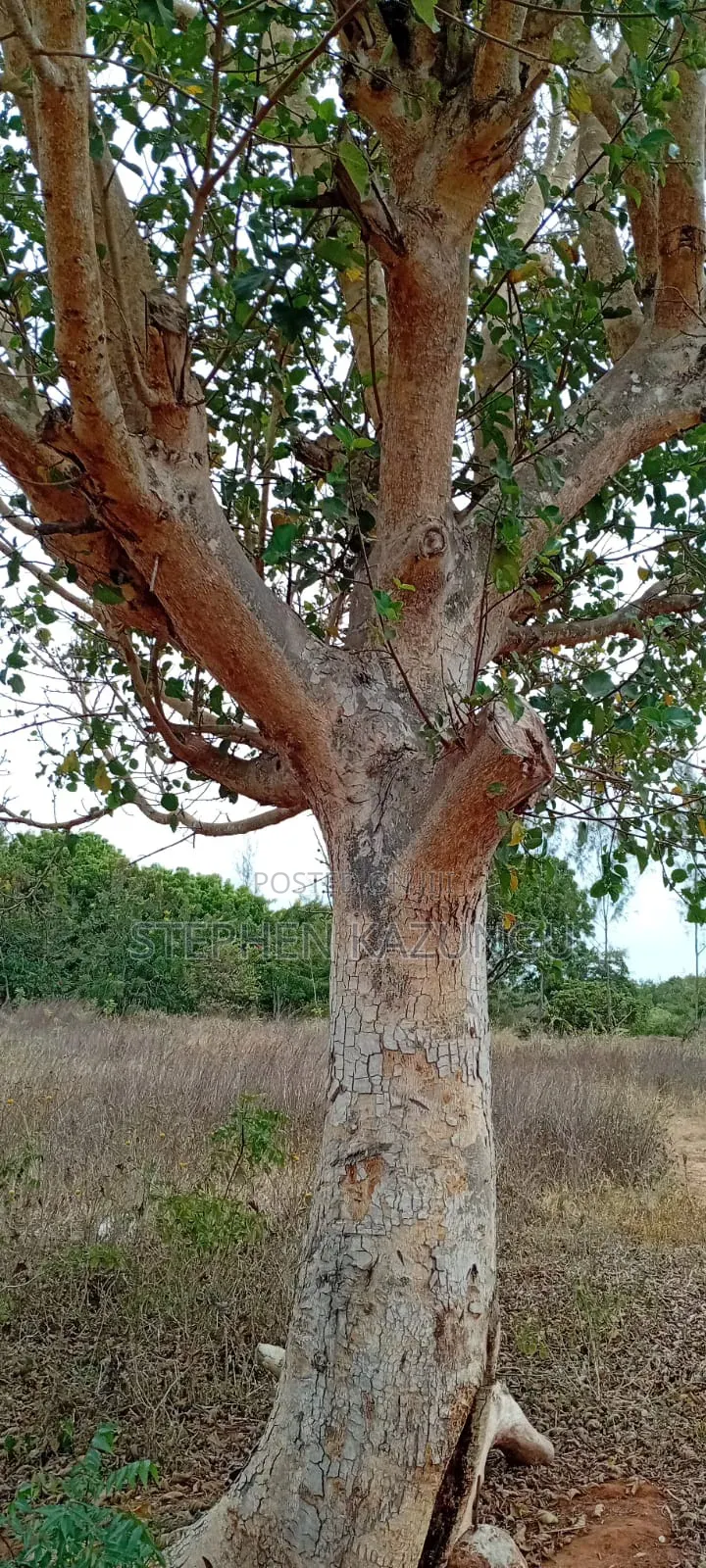 1/2 Acre Plot on Sale at Kinondo Not Far From Kinondo Hospital . in Ukunda