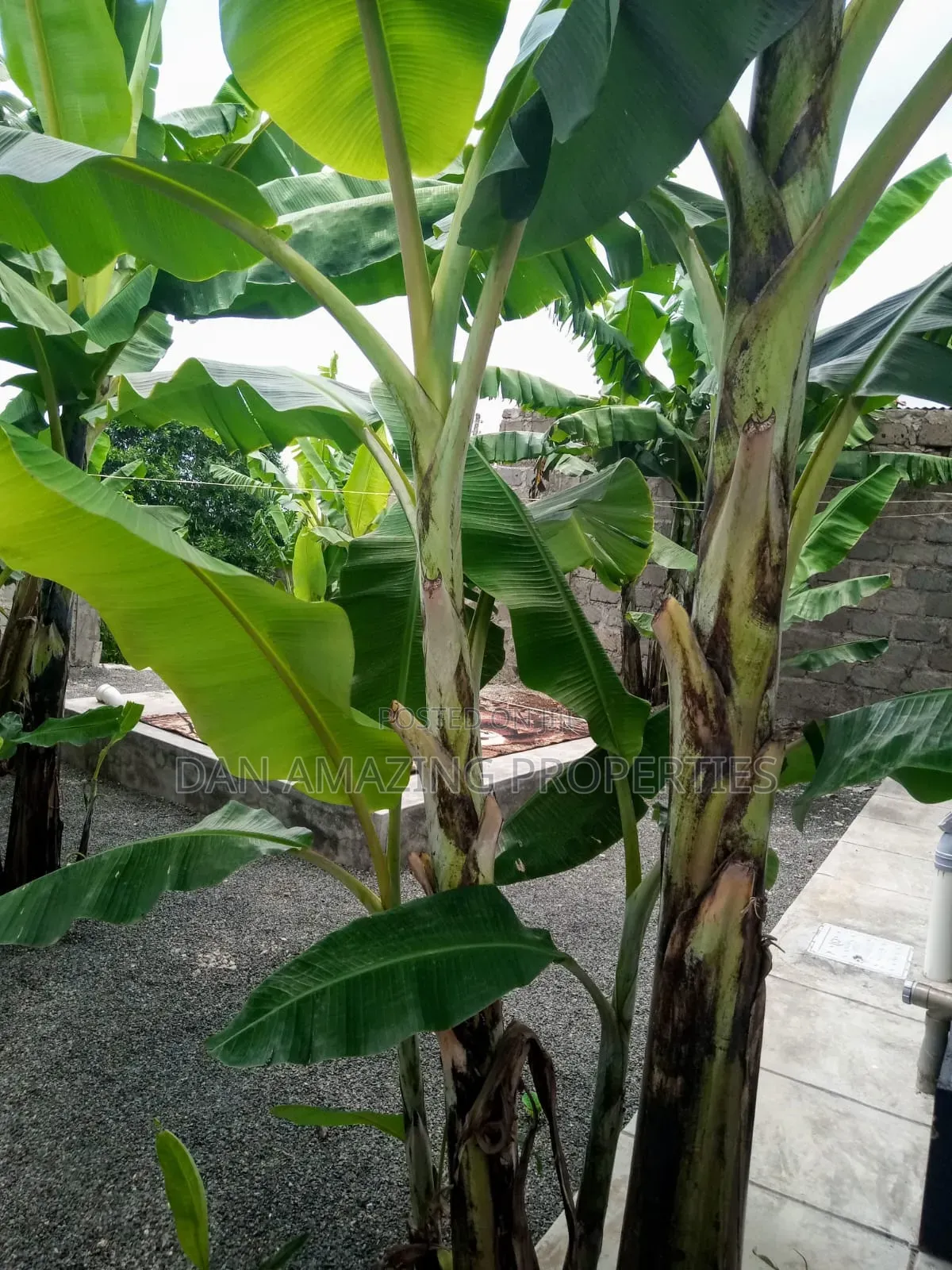 3bdrm Bungalow in Kaurrai, Matasia for sale in Matasia
