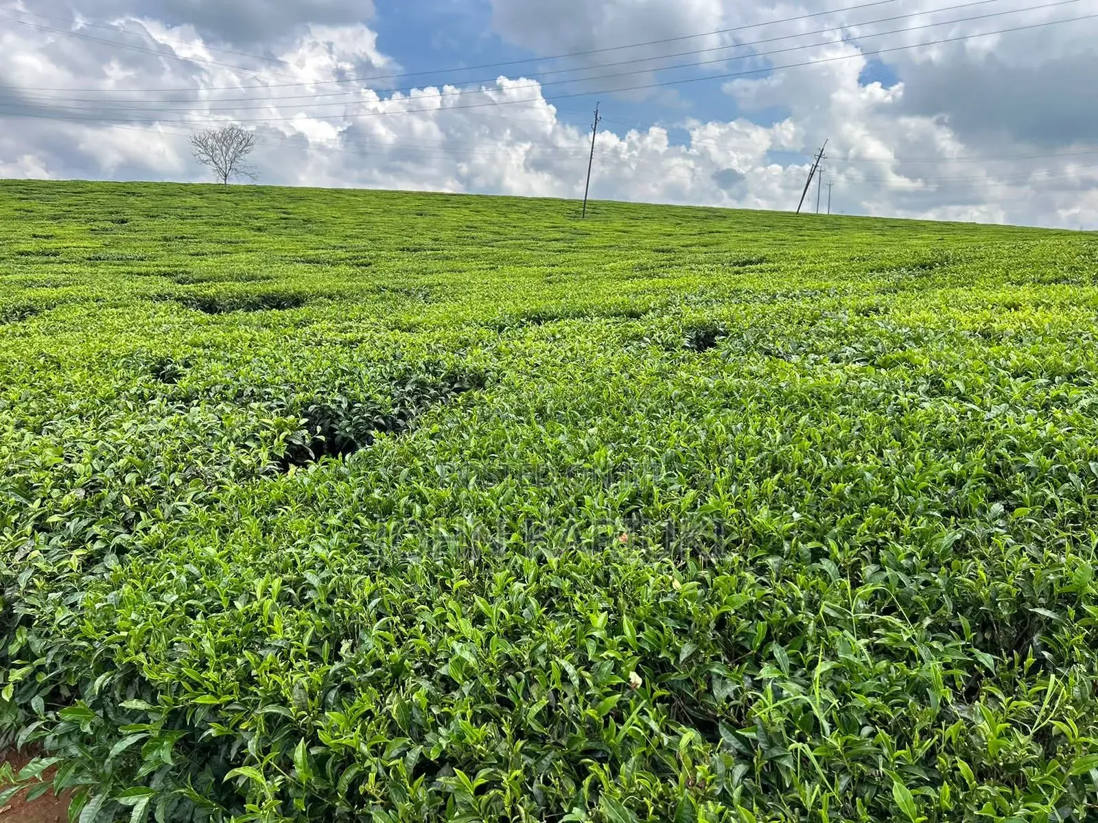 64 Acres Touching Tarmac Ndumberi Limuru Rd at 20m Per Acre in Ndumberi