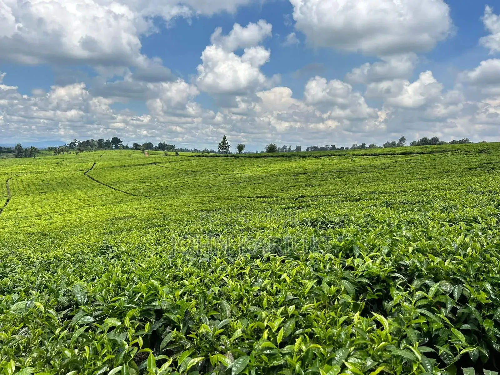 64 Acres Touching Tarmac Ndumberi Limuru Rd at 20m Per Acre in Ndumberi