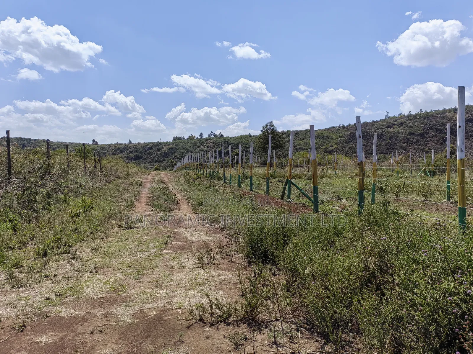 50x100 Plots for Sale in Nachu Ndacha Kikuyu Kiambu County. in Kikuyu