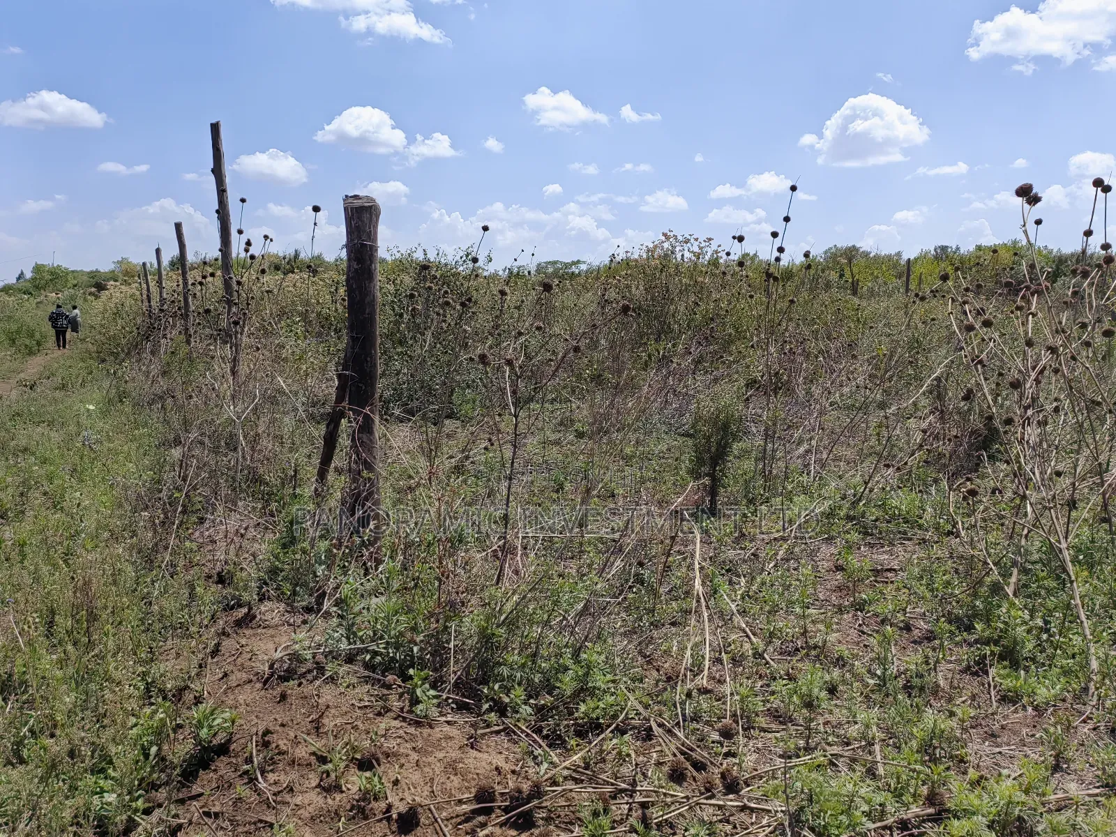 50x100 Plots for Sale in Nachu Ndacha Kikuyu Kiambu County. in Kikuyu