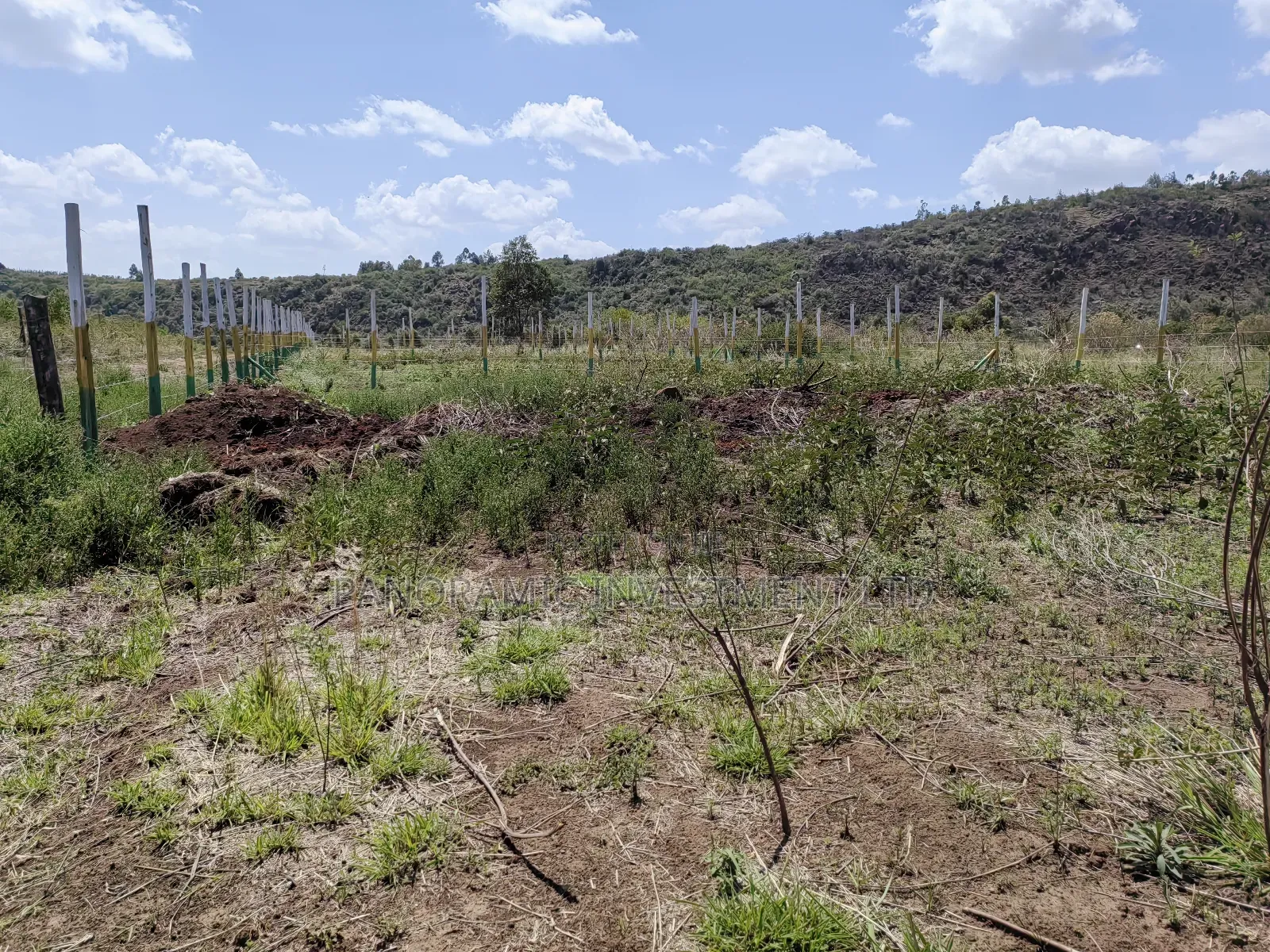 50x100 Plots for Sale in Nachu Ndacha Kikuyu Kiambu County. in Kikuyu