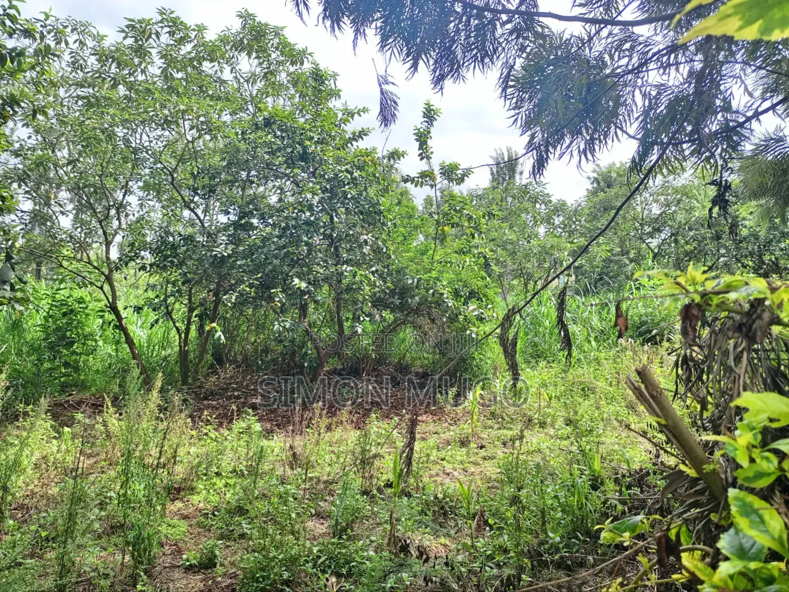 Kiu Kenda Estate Chui Court Prime Residential Fully Serviced 1acre in Kiambu / Kiambu 