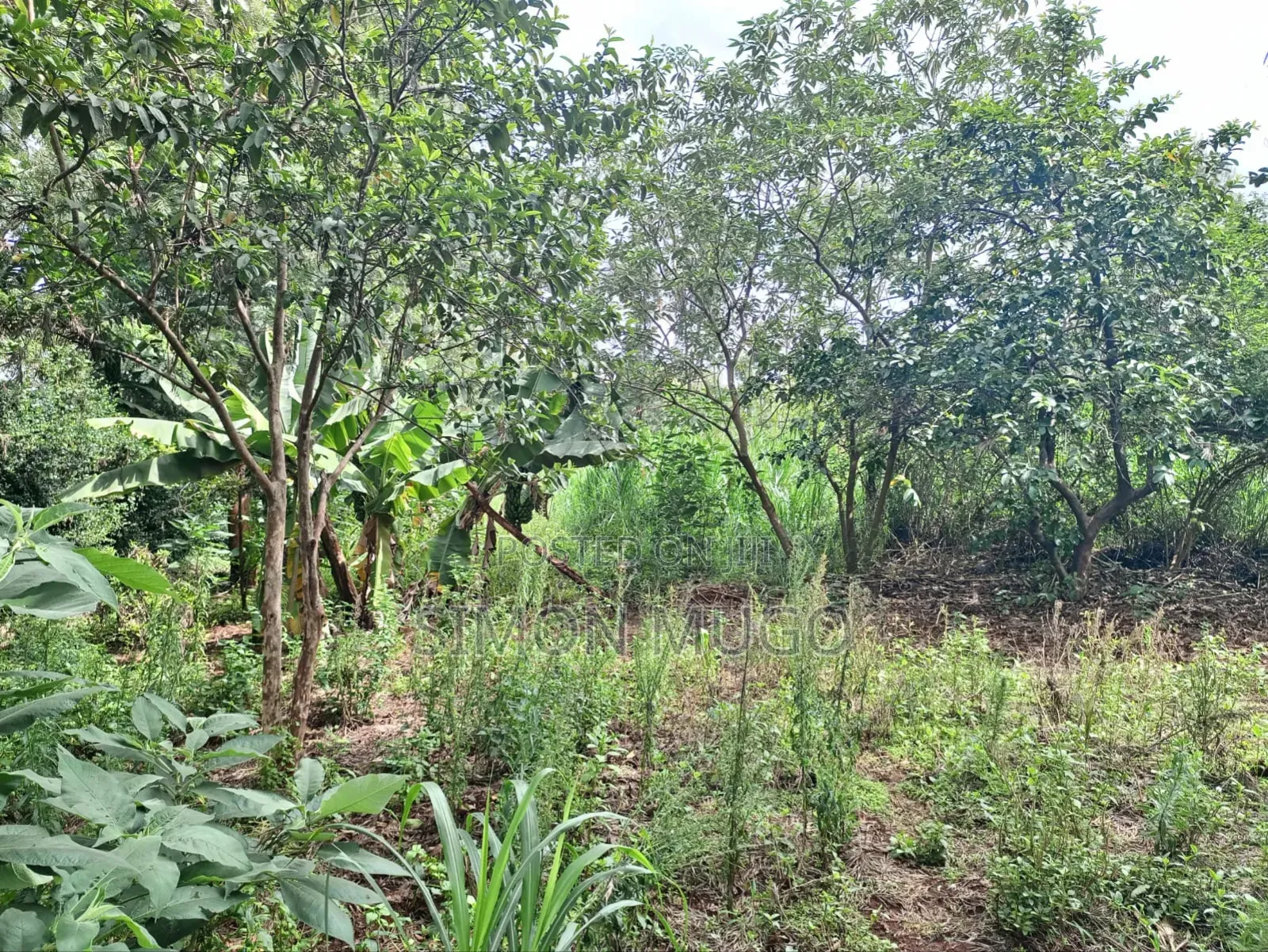 Kiu Kenda Estate Chui Court Prime Residential Fully Serviced 1acre in Kiambu / Kiambu 