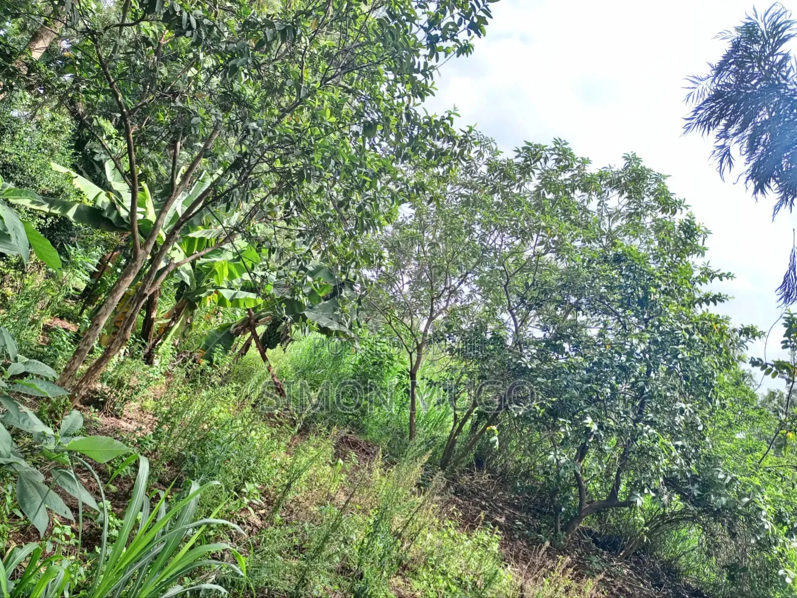 Kiu Kenda Estate Chui Court Prime Residential Fully Serviced 1acre in Kiambu / Kiambu 