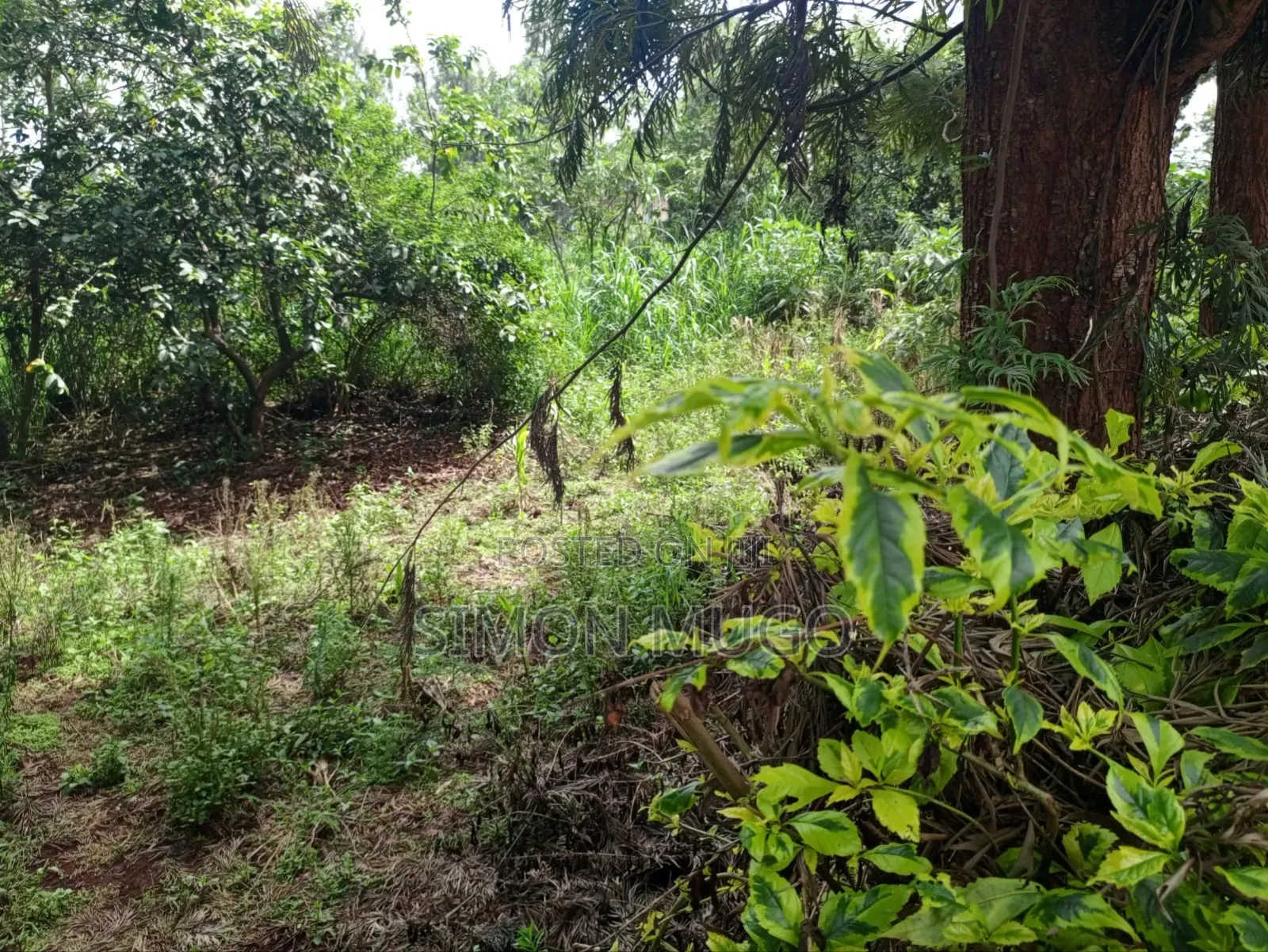 Kiu Kenda Estate Chui Court Prime Residential Fully Serviced 1acre in Kiambu / Kiambu 