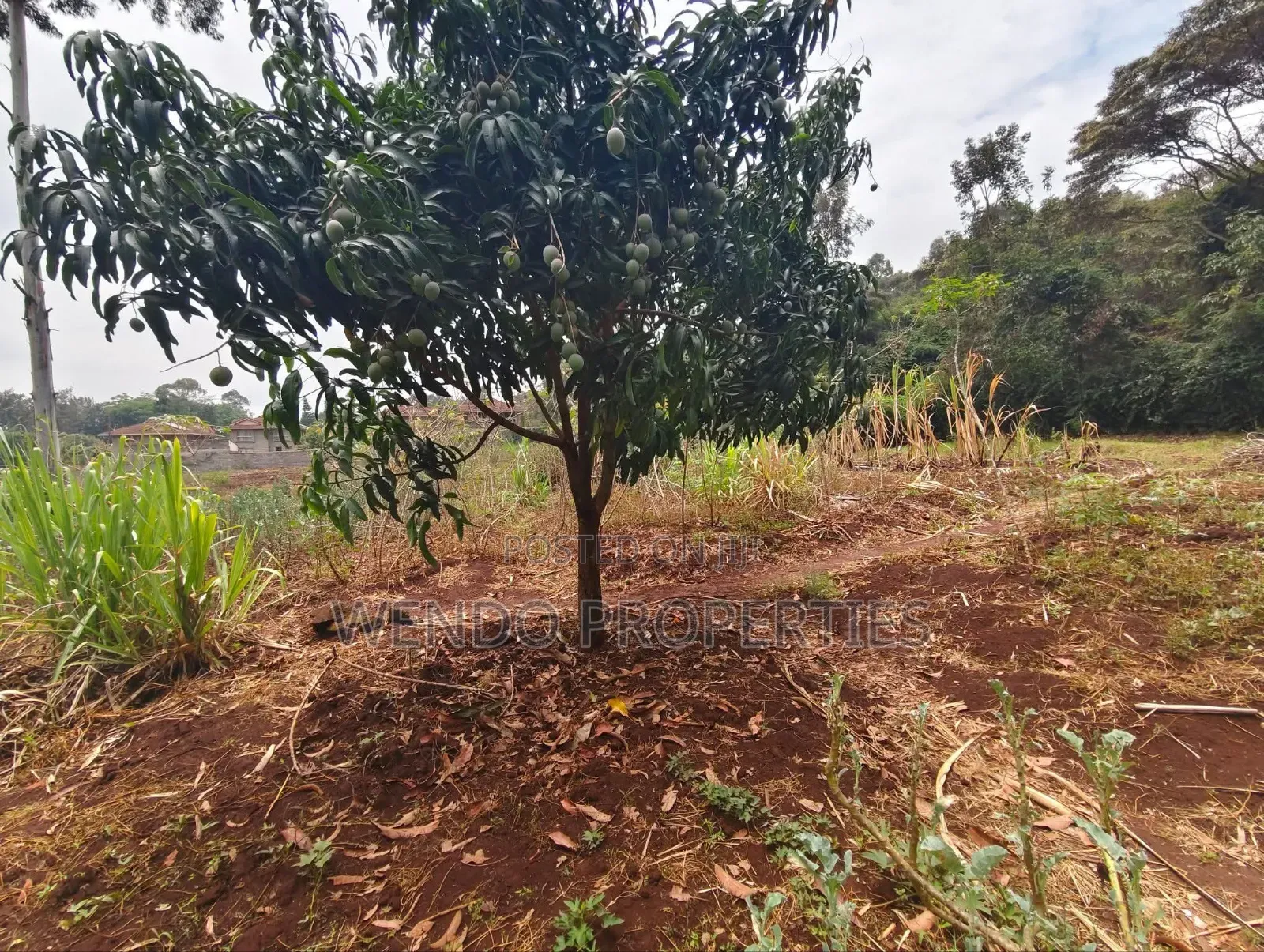 Quarter Acre in Karen C