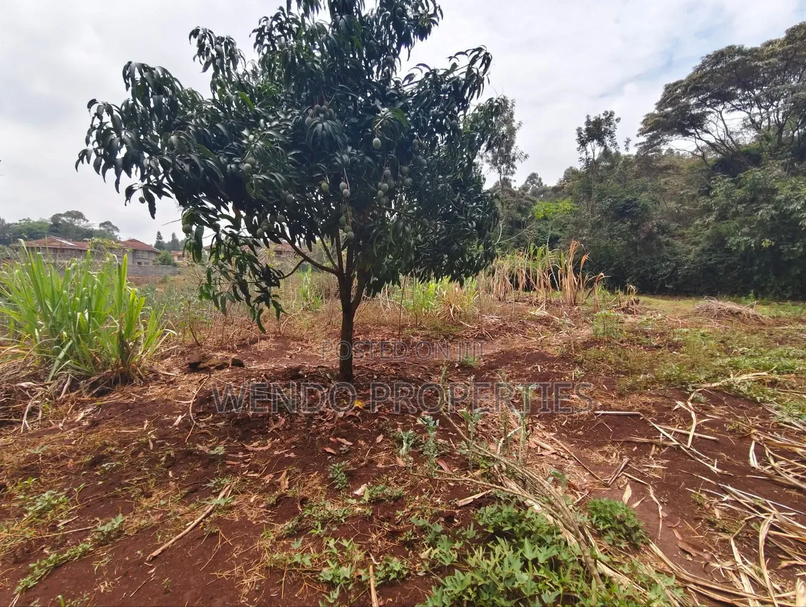 Quarter Acre in Karen C