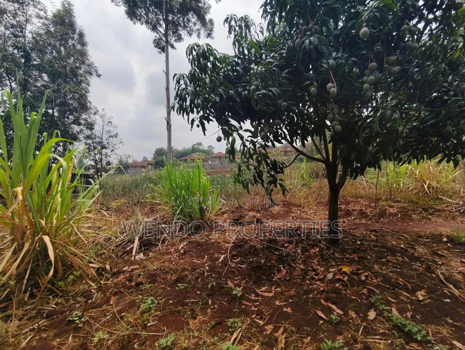 Quarter Acre in Karen C