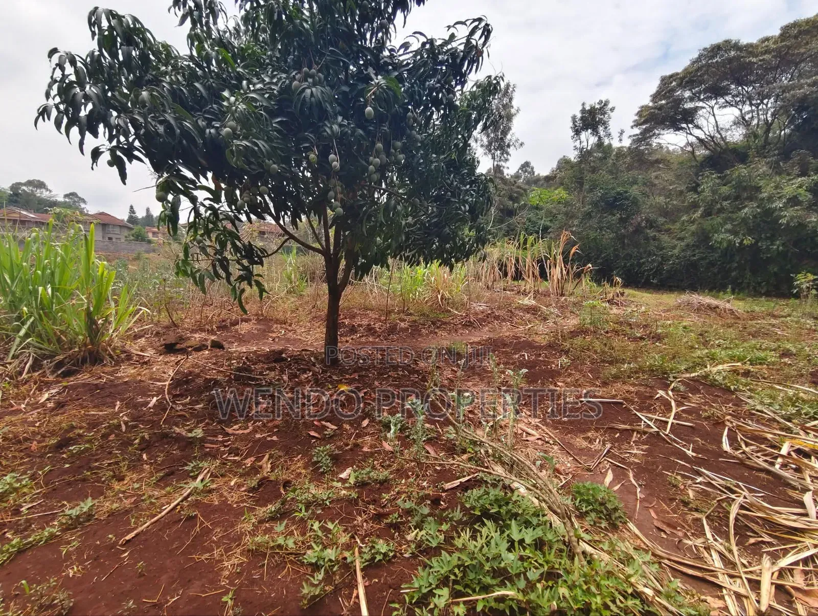 Quarter Acre in Karen C