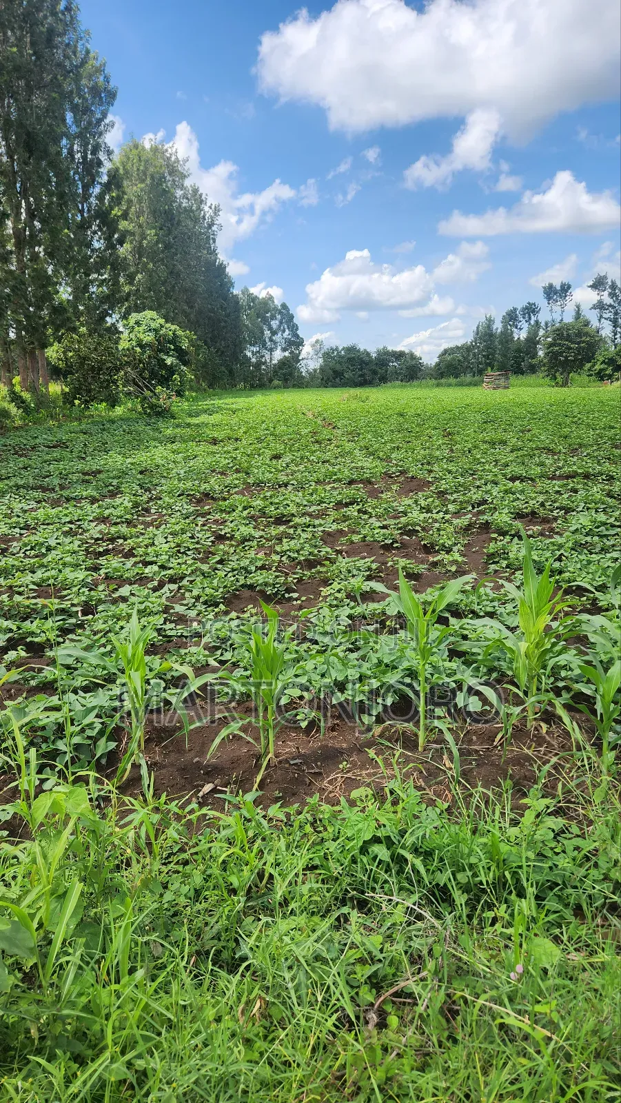 2 Acres Makutano Ya Mwea in Makutano