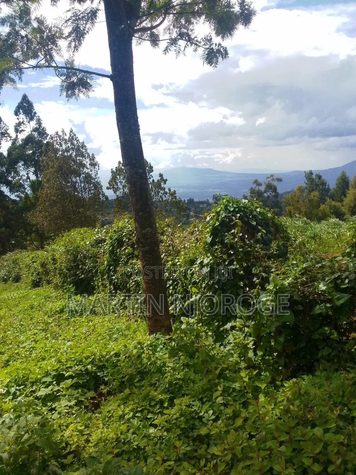 1.5 Acres Nyambari ( Rift Valley View) in Lari/Kirenga