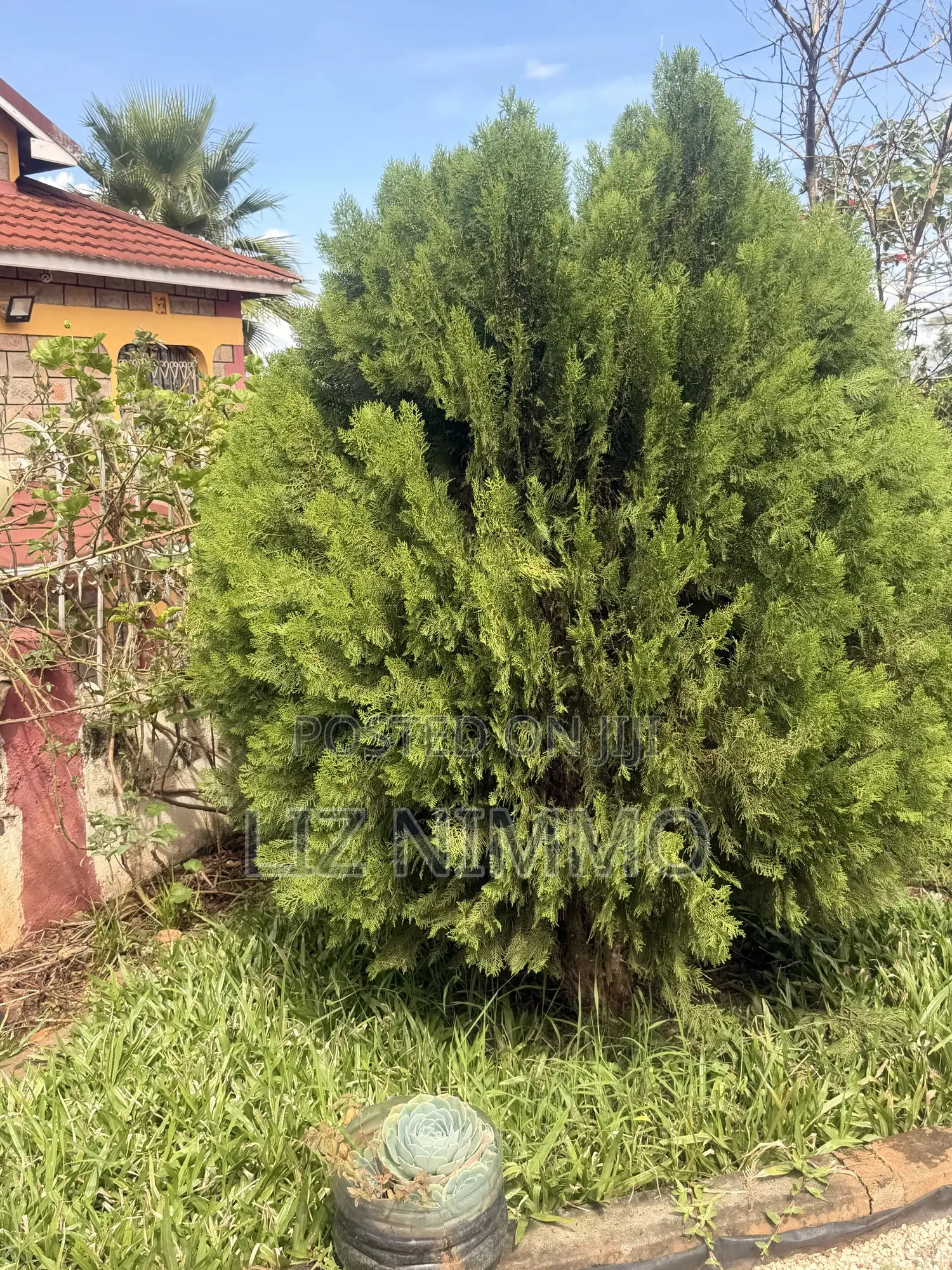 7bdrm Mansion in Kimbo for rent in Kimbo