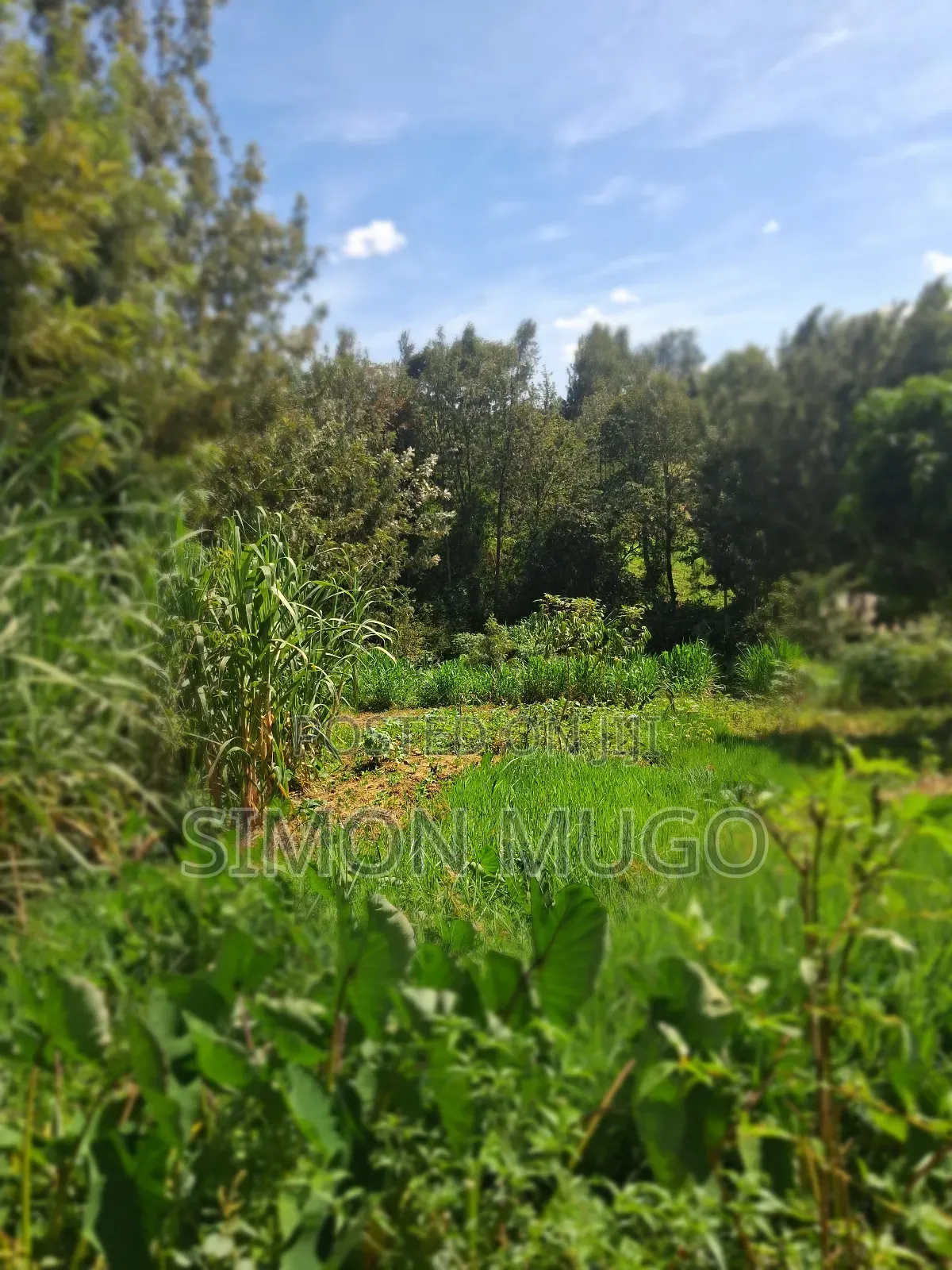 Mugumo Estate Off Ruiru/ Kiambu Road Prime 1/2 Acre in Kiambu / Kiambu 