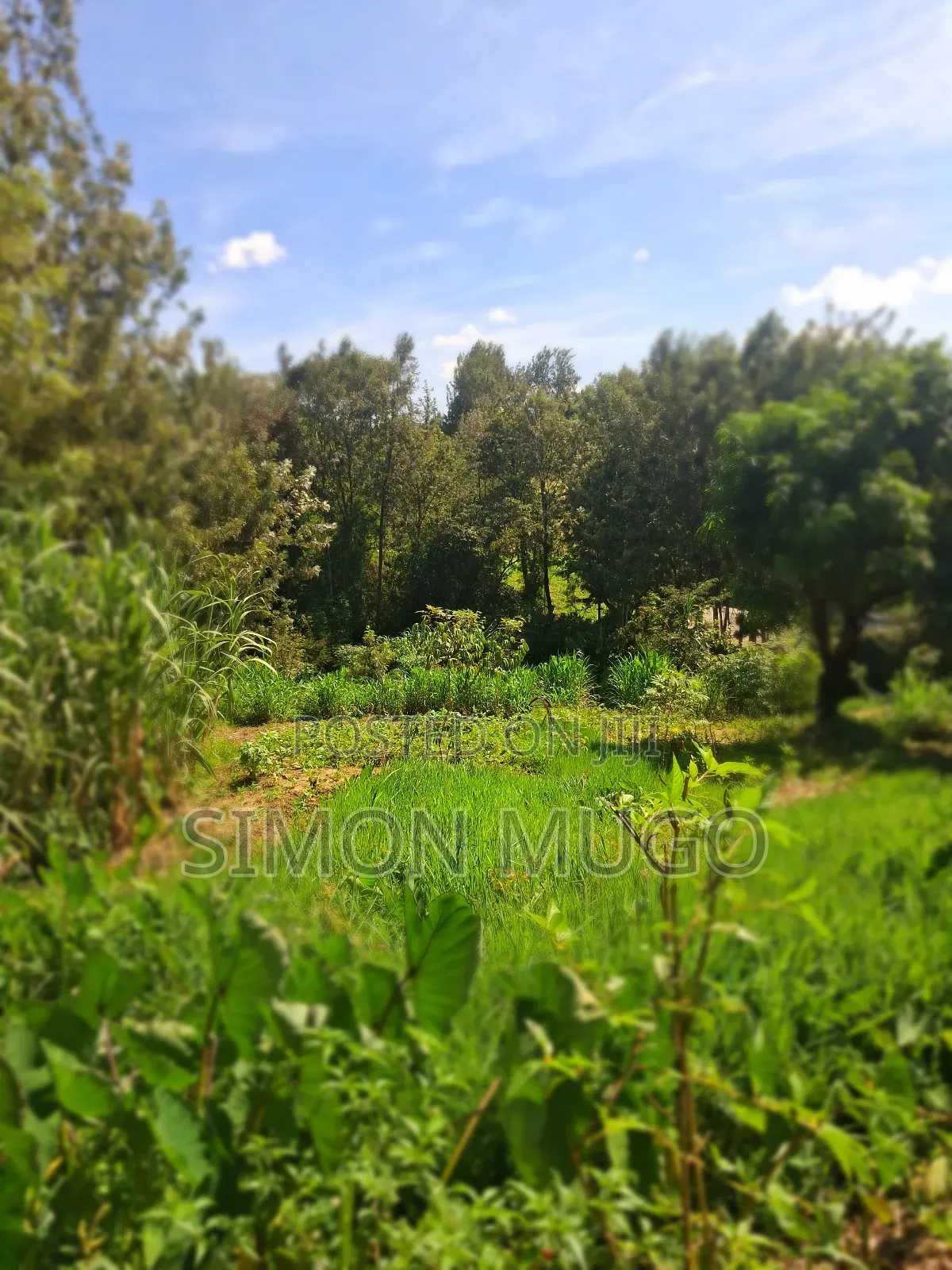 Mugumo Estate Off Ruiru/ Kiambu Road Prime 1/2 Acre in Kiambu / Kiambu 
