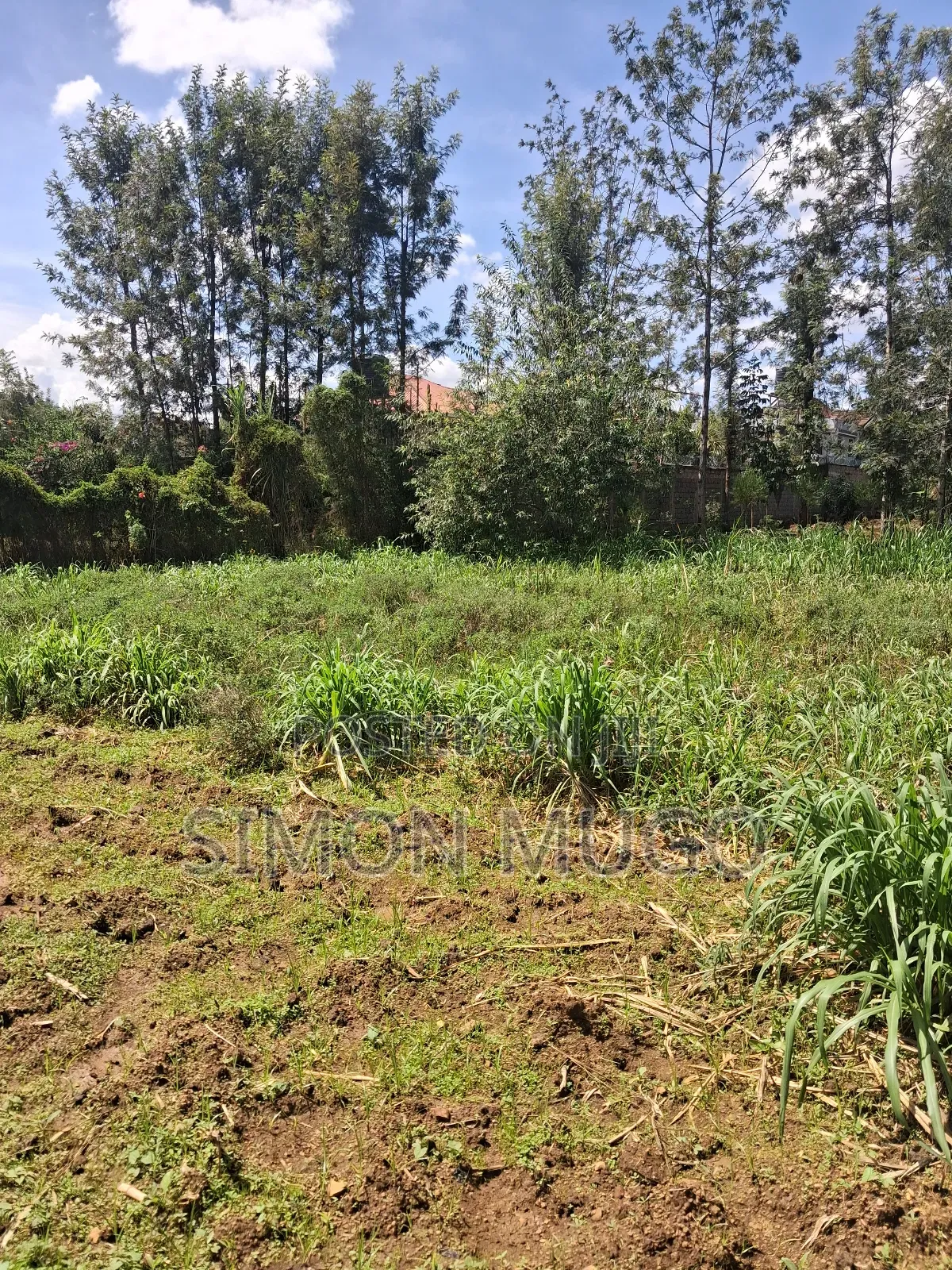 Mugumo Estate Off Ruiru Kiambu Road Prime Well Drained 1/2 Acre in Kiambu / Kiambu 