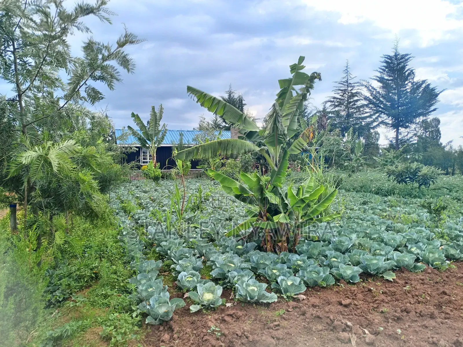 2.5 Acrea Located Ngando Kangaita Nanyuki in Nanyuki