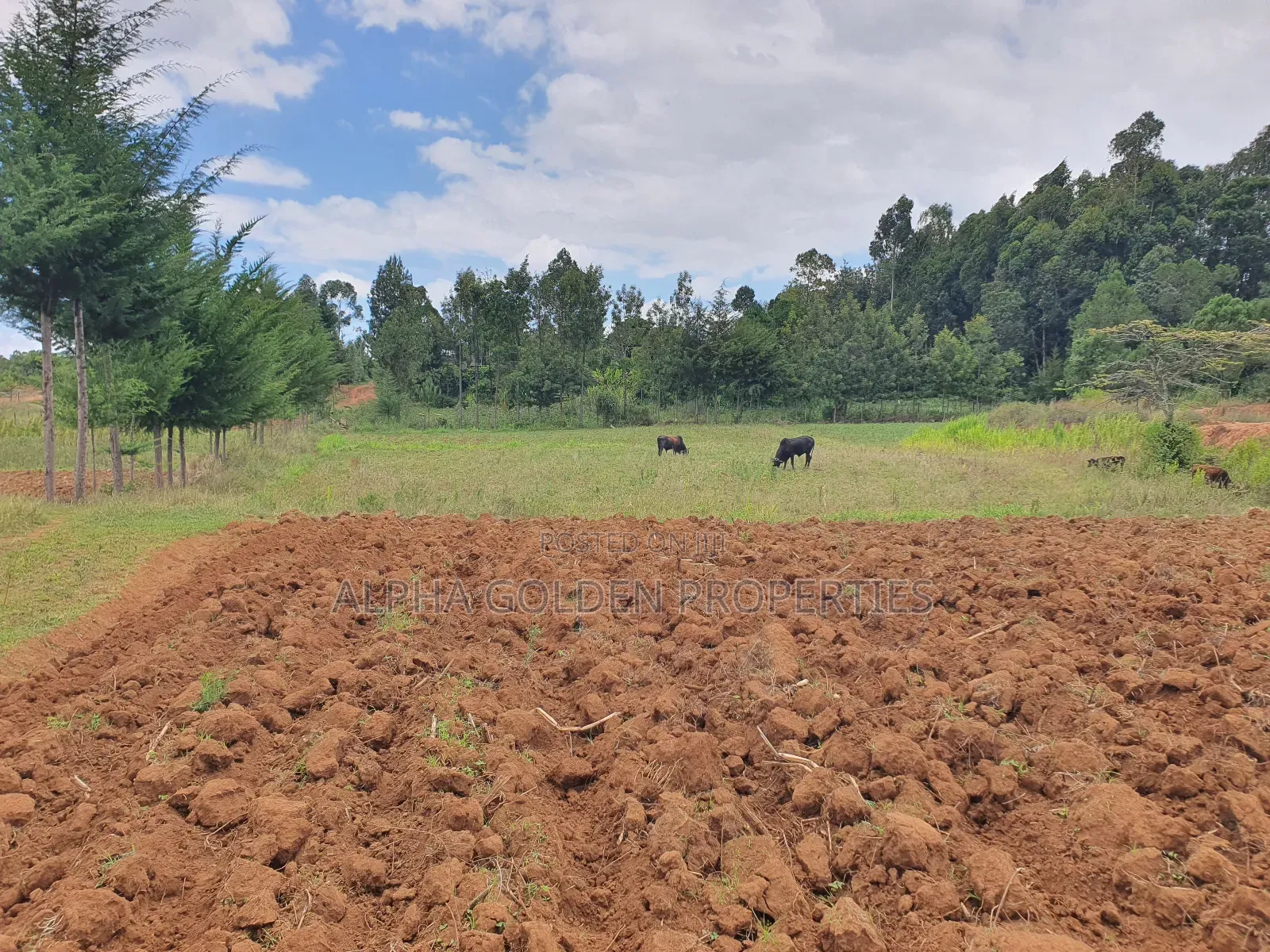 4.5 Acres in Nanyuki [ Katheri ] in Nanyuki