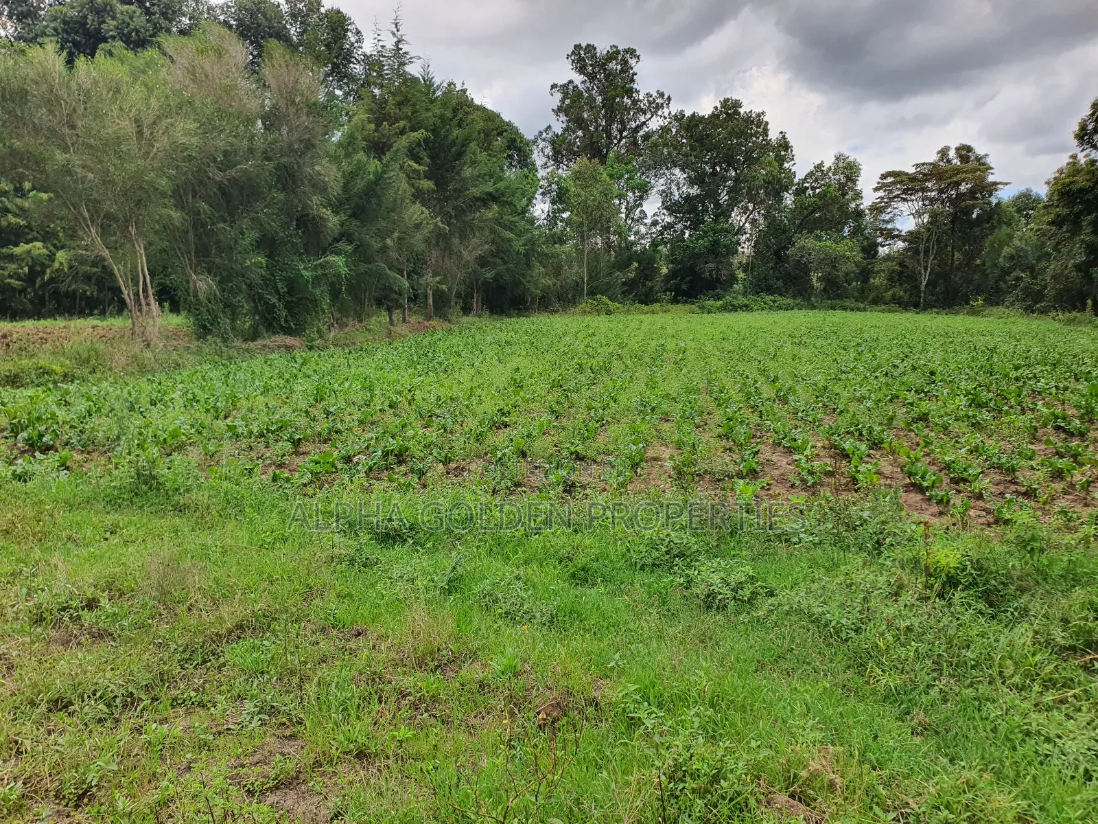 4.5 Acres in Nanyuki With River Frontage in Nanyuki