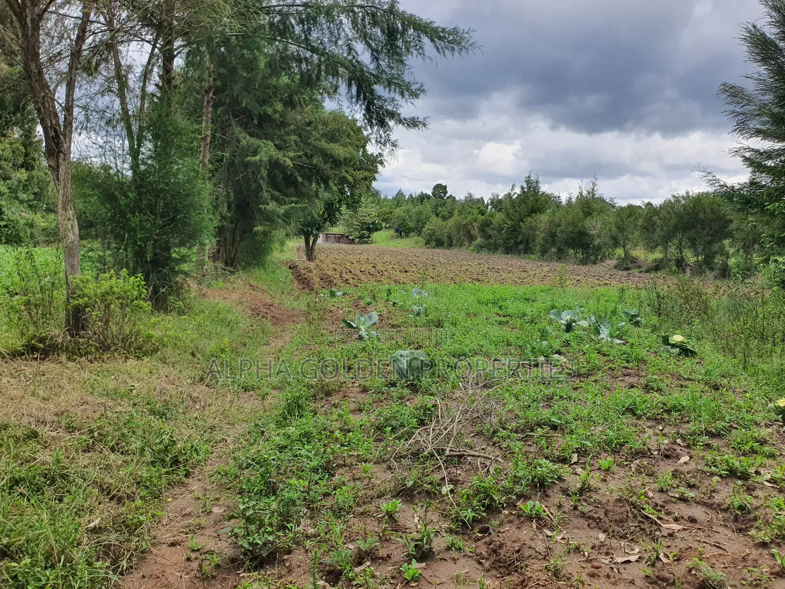 4.5 Acres in Nanyuki With River Frontage in Nanyuki
