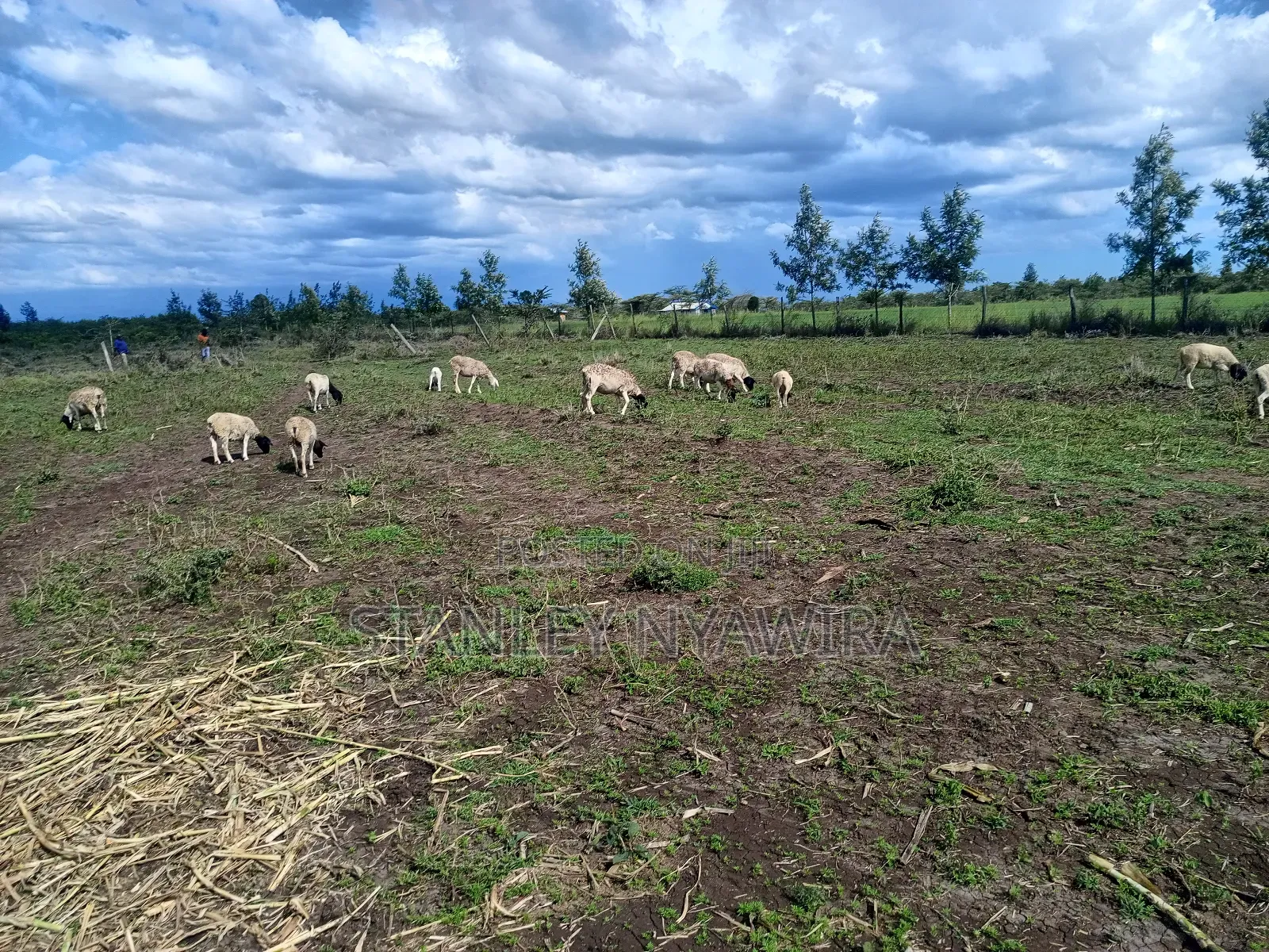 4 Acreas Nanyuki Gobit in Nanyuki