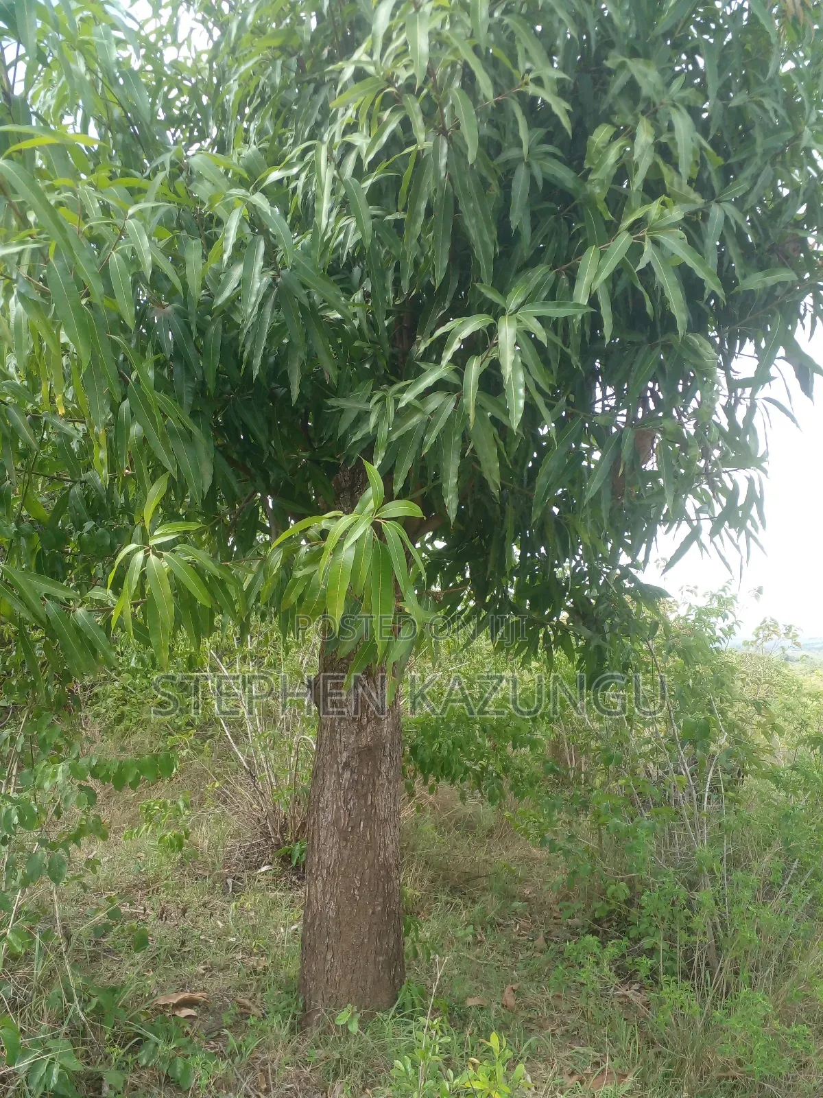 4 Acres Plot on Sale at Magodzoni, Not Far From Tiwi, in Kwale Zone. in Ukunda