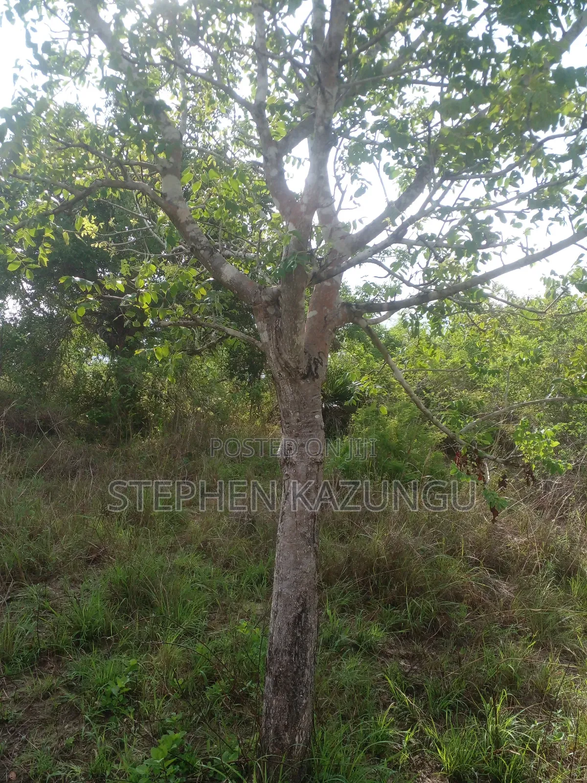 4 Acres Plot on Sale at Magodzoni, Not Far From Tiwi, in Kwale Zone. in Ukunda