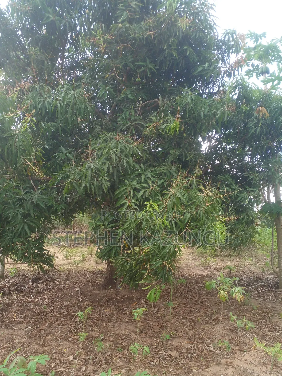 1 Acre Prime Plot, by the Road at Tsimba Town Near Kwale Town. in Ukunda