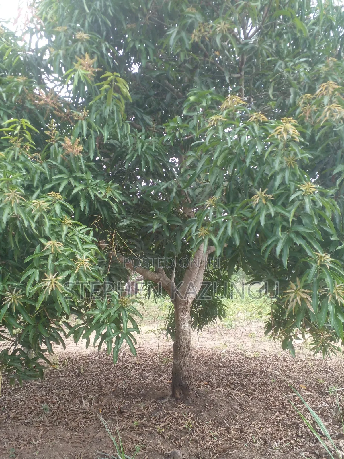 1 Acre Prime Plot, by the Road at Tsimba Town Near Kwale Town. in Ukunda