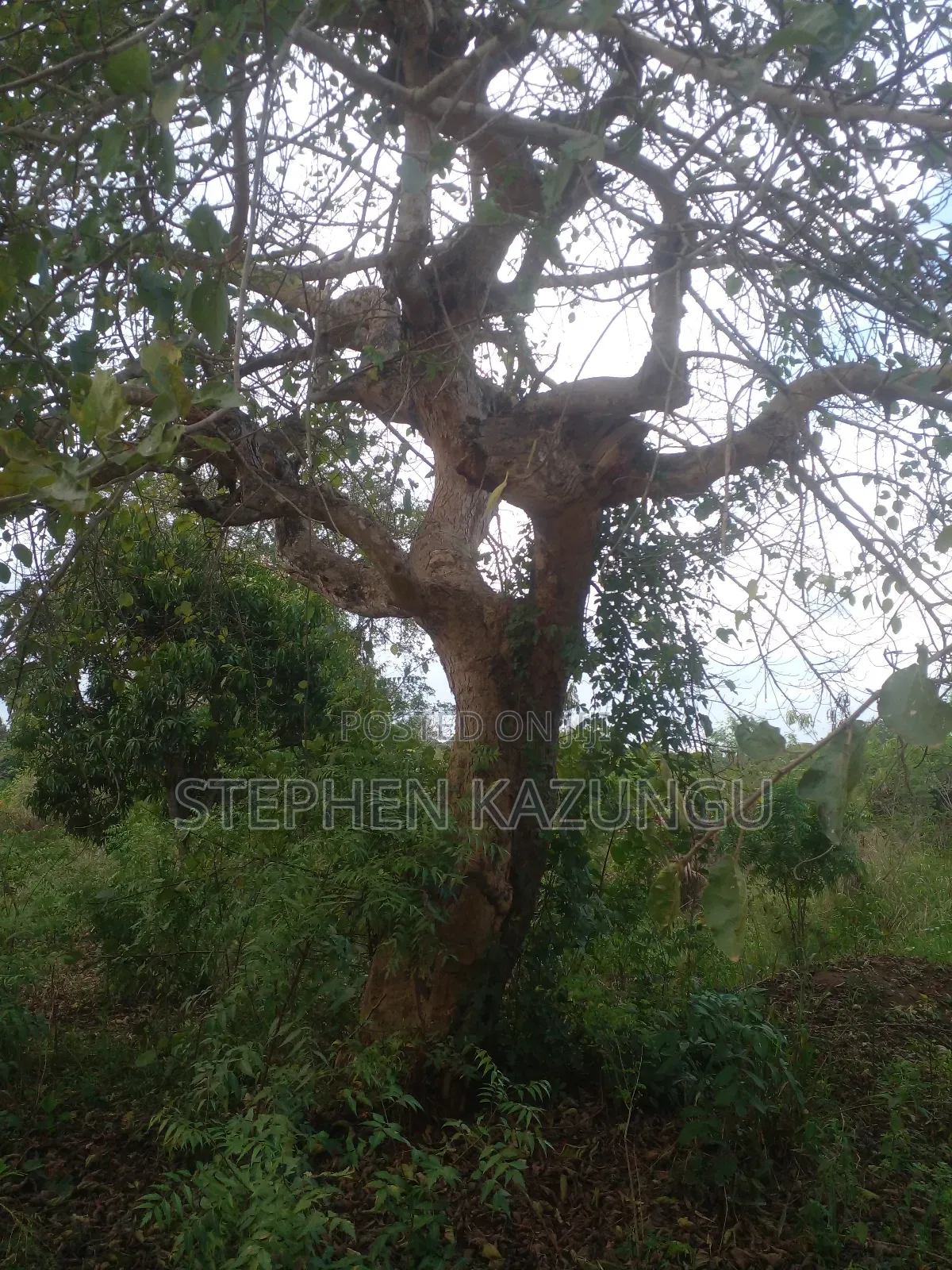 3/4 Acre Plot in Ukunda Kona Musa, in Between Babla and Mvindeni. in Ukunda