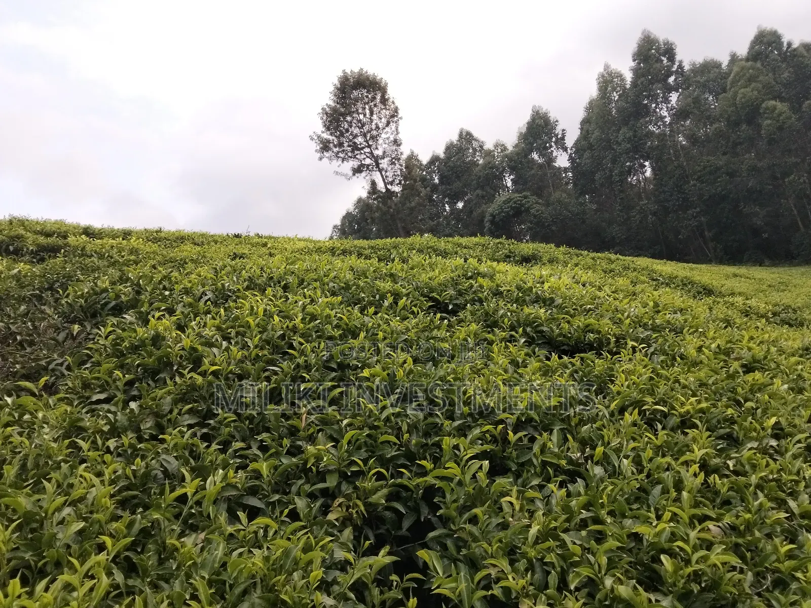 5 Acres Land on Sale at Murang'a-Kangema . in Kanyenya-Ini