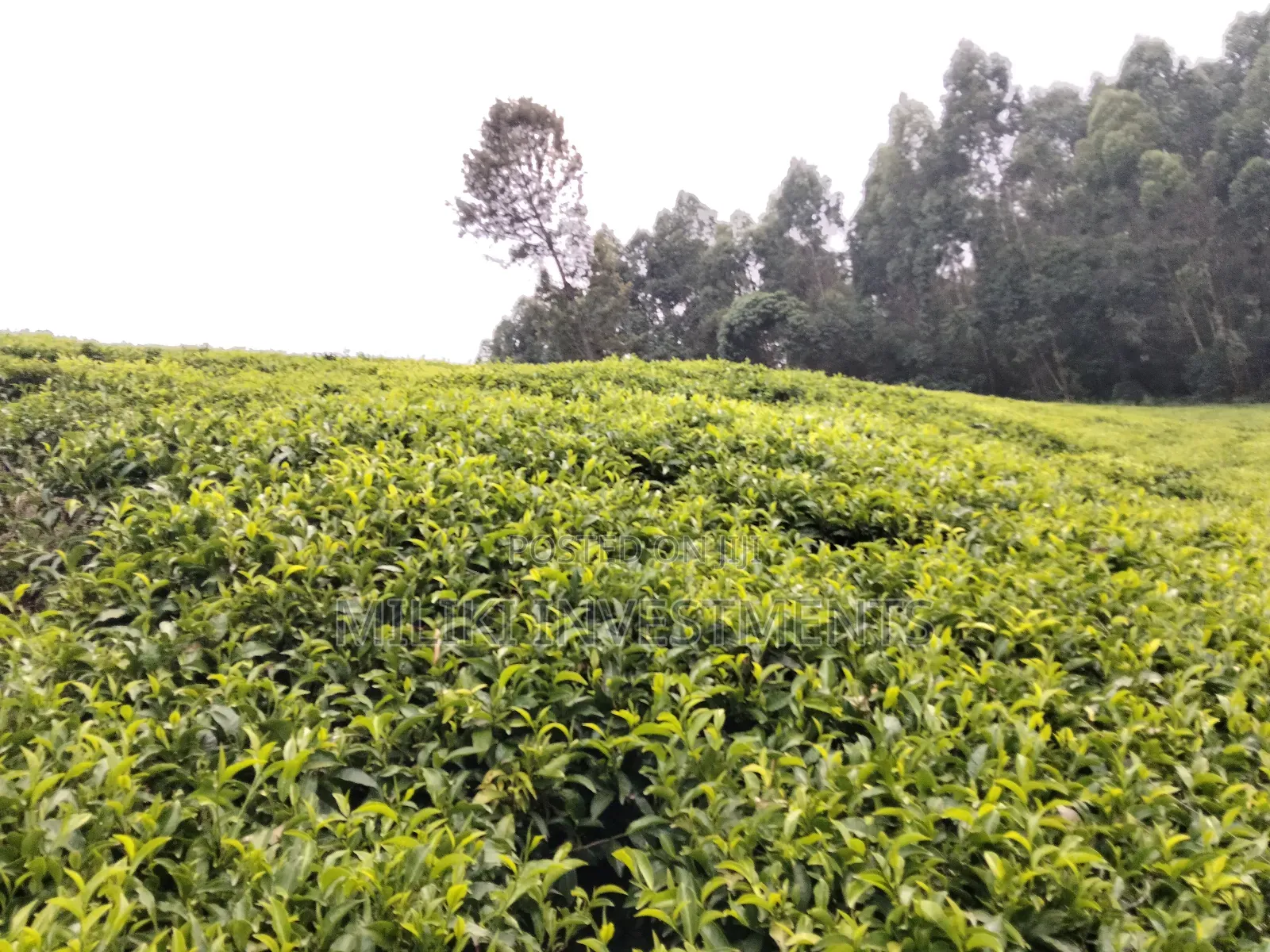 5 Acres Land on Sale at Murang'a-Kangema . in Kanyenya-Ini